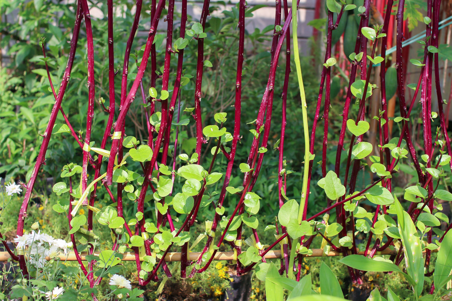 50 RED Stem MALABAR SPINACH Red Vine Ceylon Basella Alba Rubra Vegetable Seeds