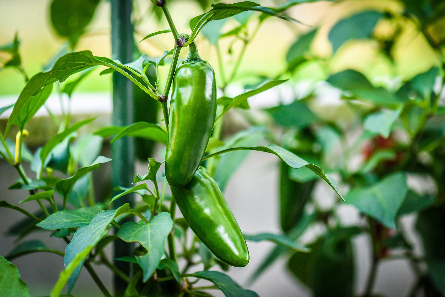 400 EARLY JALAPENO PEPPER Green Medium Hot Capsicum Annuum Mexican Chili Vegetable Seeds