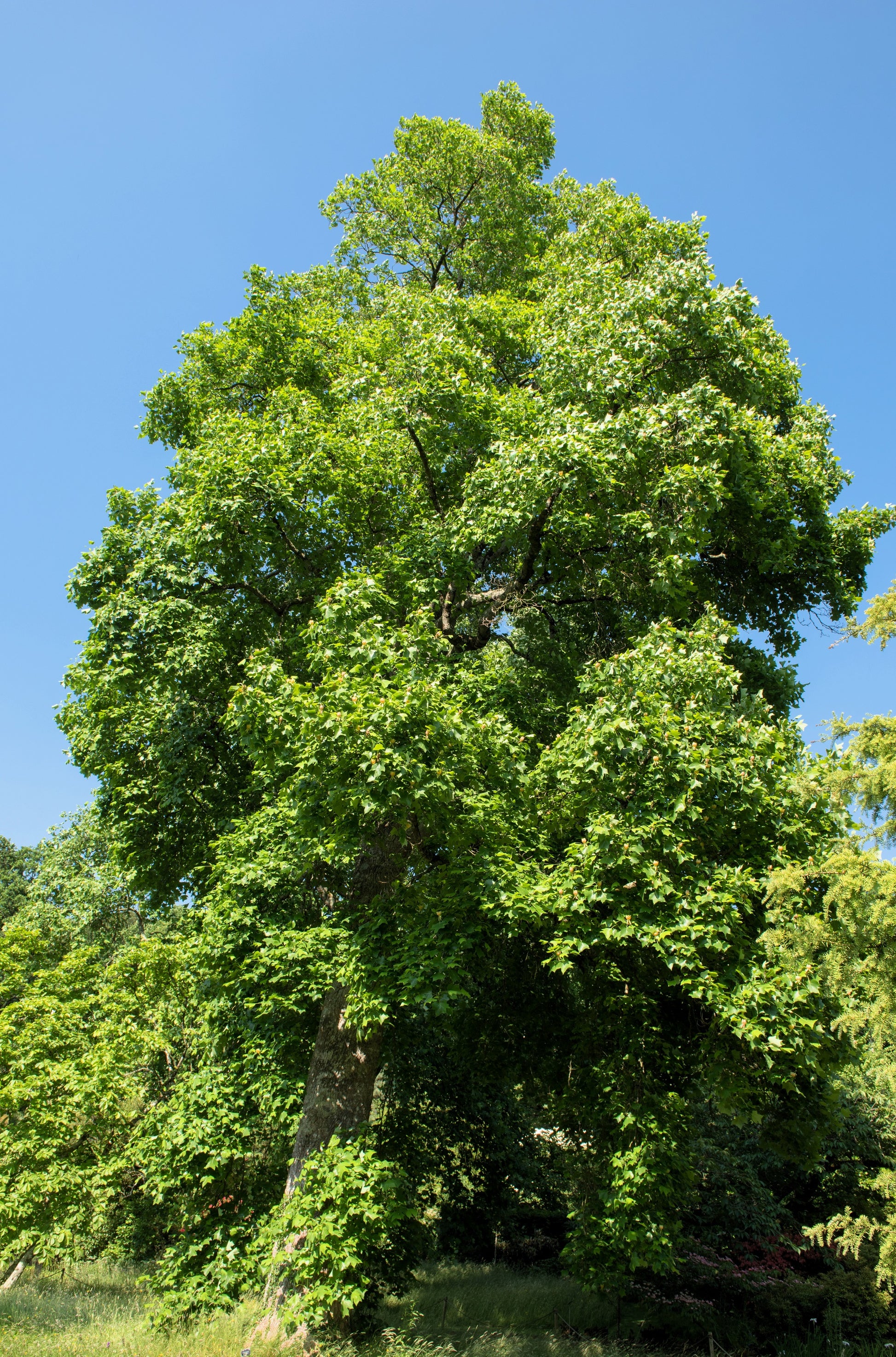 15 Semillas De Álamo Tulipán - Flores Amarillas Liriodendron Tulipifera - Árbol De Sombra Rápido