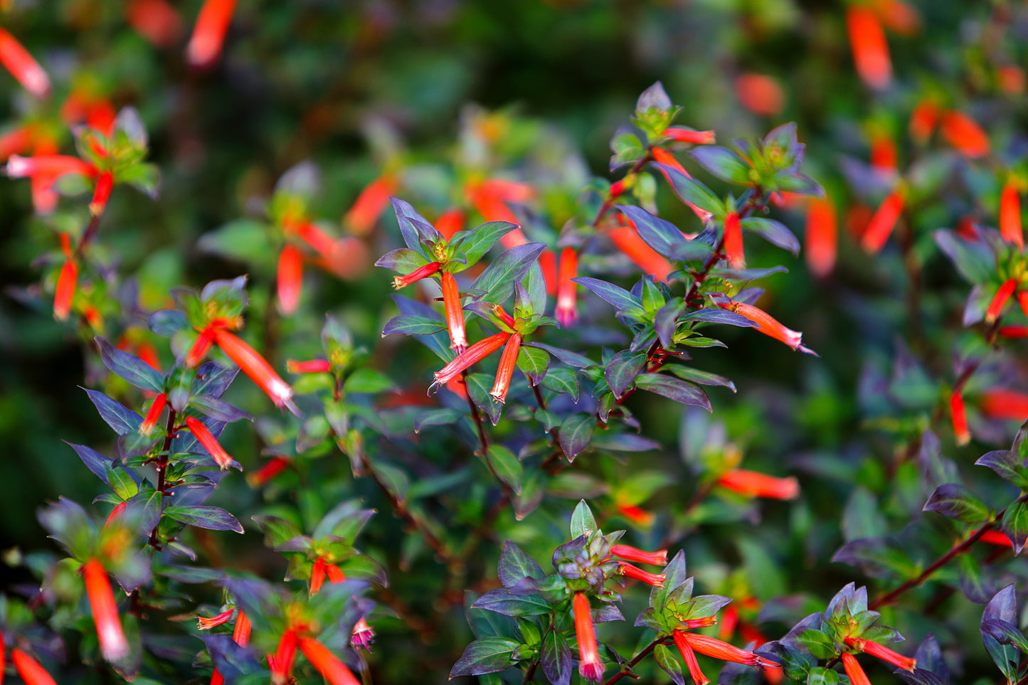 10 MIXED CIGAR PLANT Cuphea Ignea Red Pink White Firecracker Flower Seeds