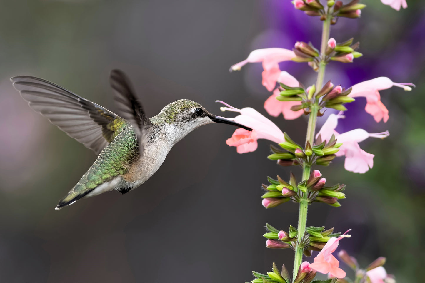 30 CORAL NYMPH SALVIA Coccinea Hummingbird Sage Flower Seeds