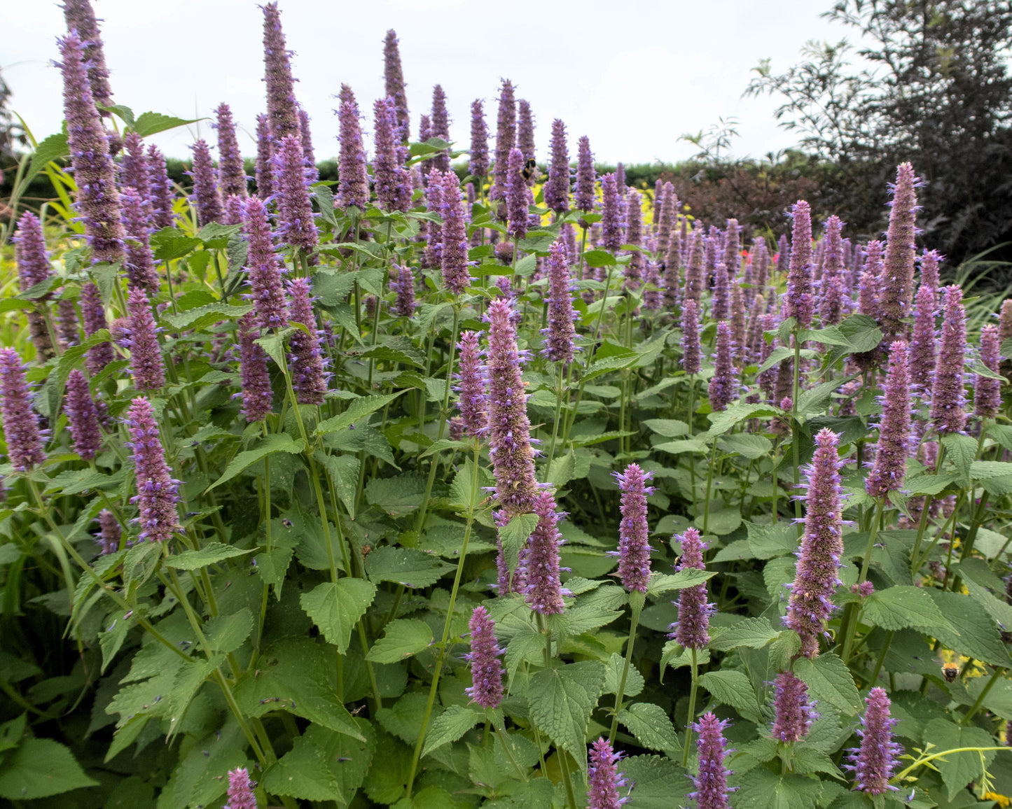 500 PURPLE ANISE HYSSOP (Licorice Mint / Blue Giant) Agastache Foeniculum Herb Flower Seeds