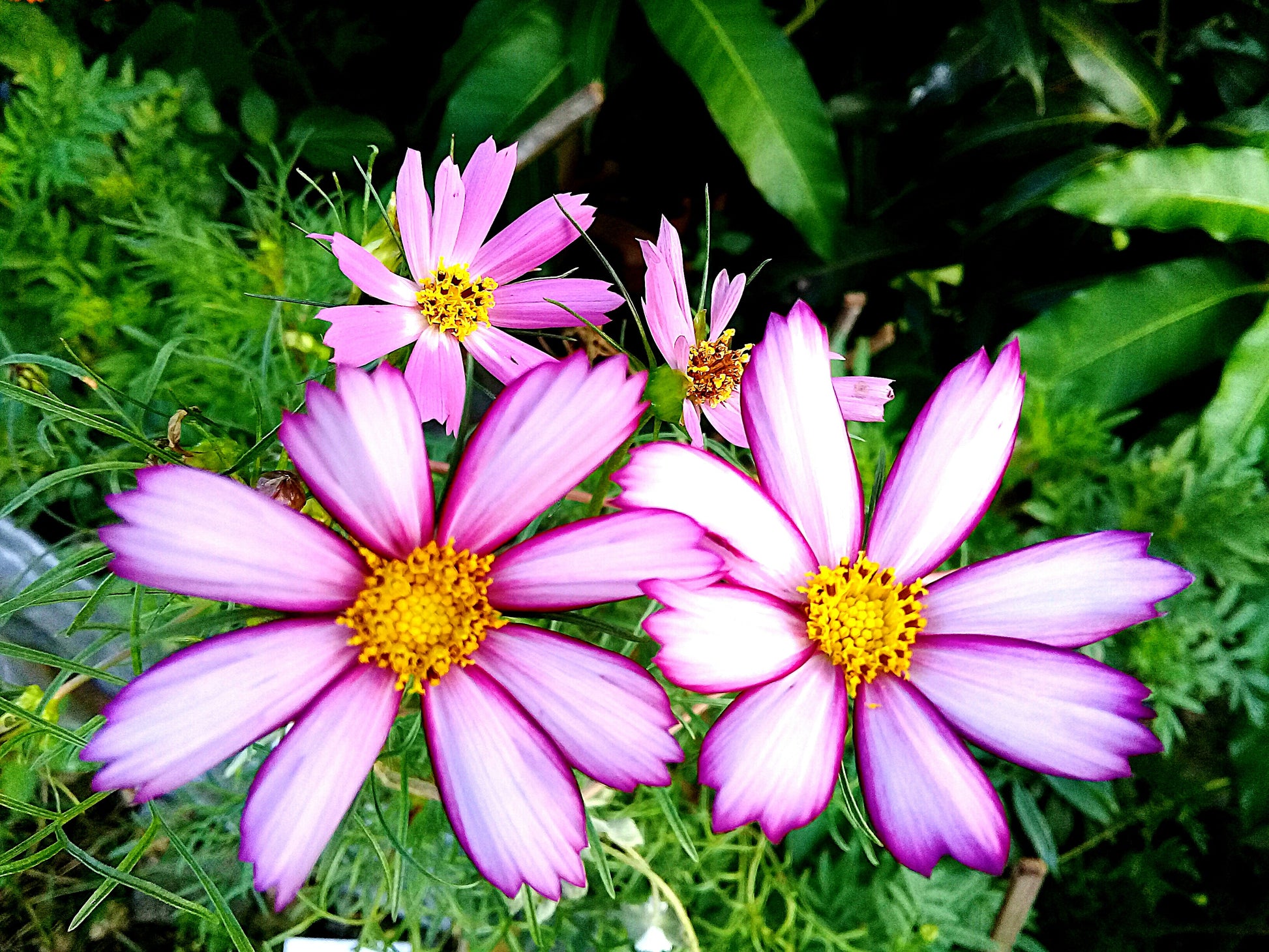 cosmo flower seeds 300 CANDY STRIPE COSMOS Bipinnatus Pink White Flower Seeds – Seedville USA