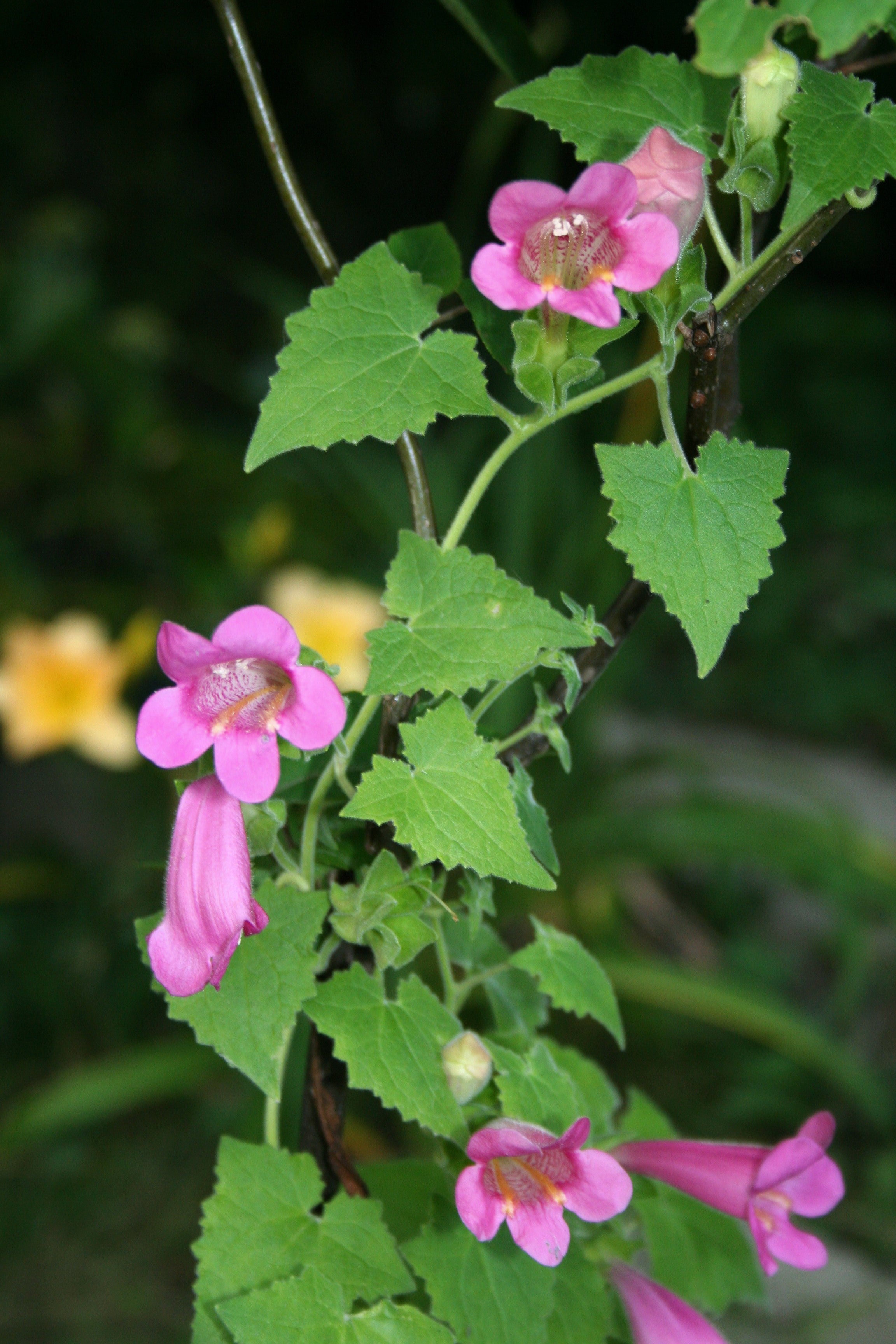 10 MIXED DRAGONSNAP VINE Asarina Scandens Climbing Snapdragon Pink