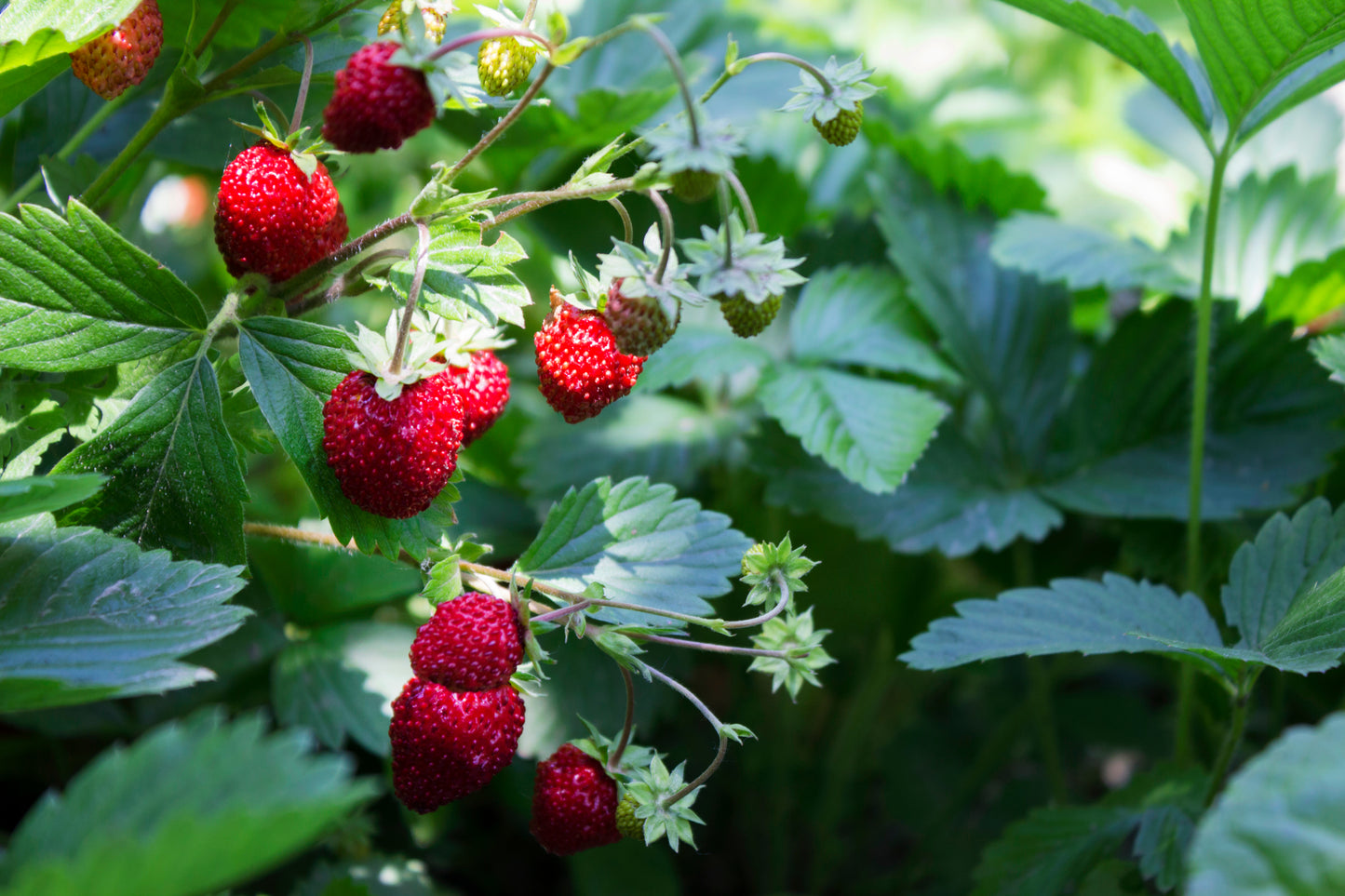 100 ALPINE STRAWBERRY Fragaria Vesca Red Fruit White Flower Seeds