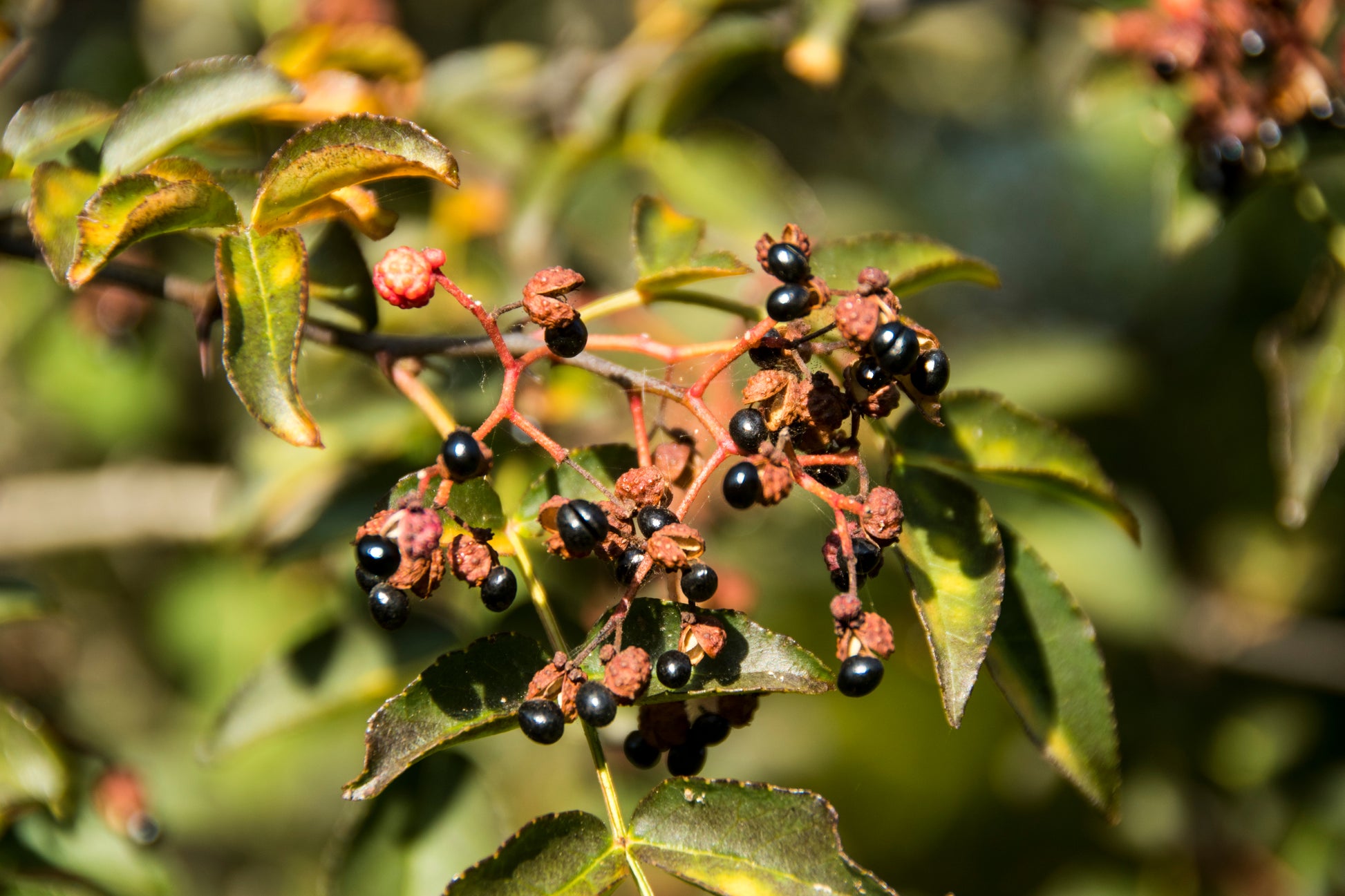 szechuan pepper plant seeds 25 SZECHUAN PEPPER Peppercorn Sichuan Szechwan Zanthoxylum Bungeanum S – Seedville USA