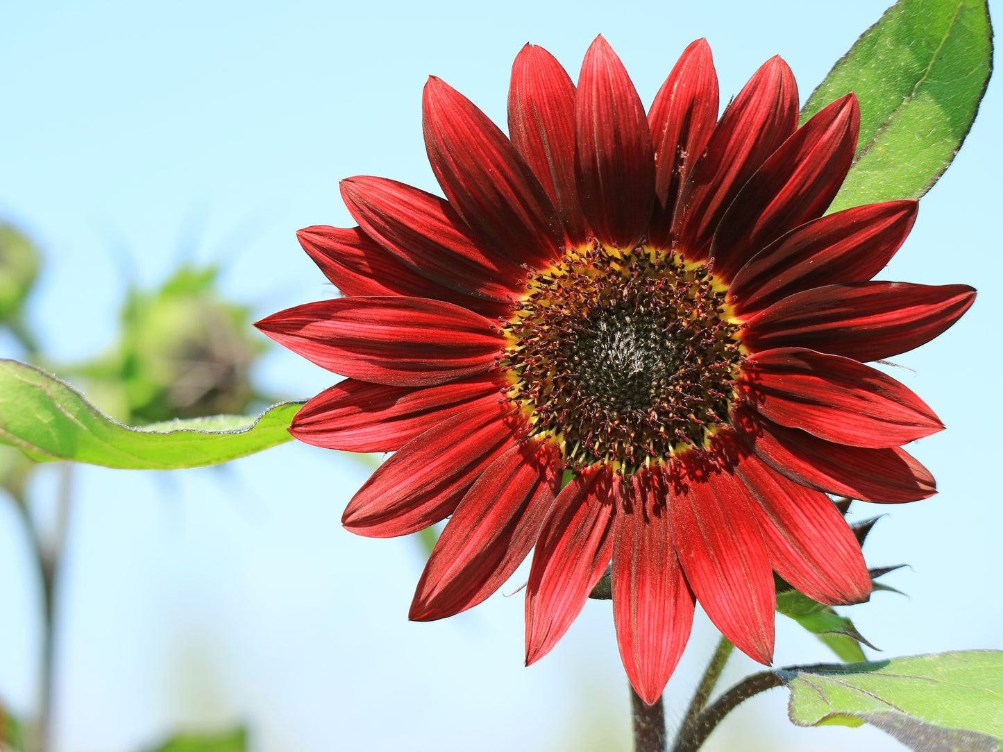 25 Red VELVET QUEEN SUNFLOWER Helianthus Annuus Flower Seeds