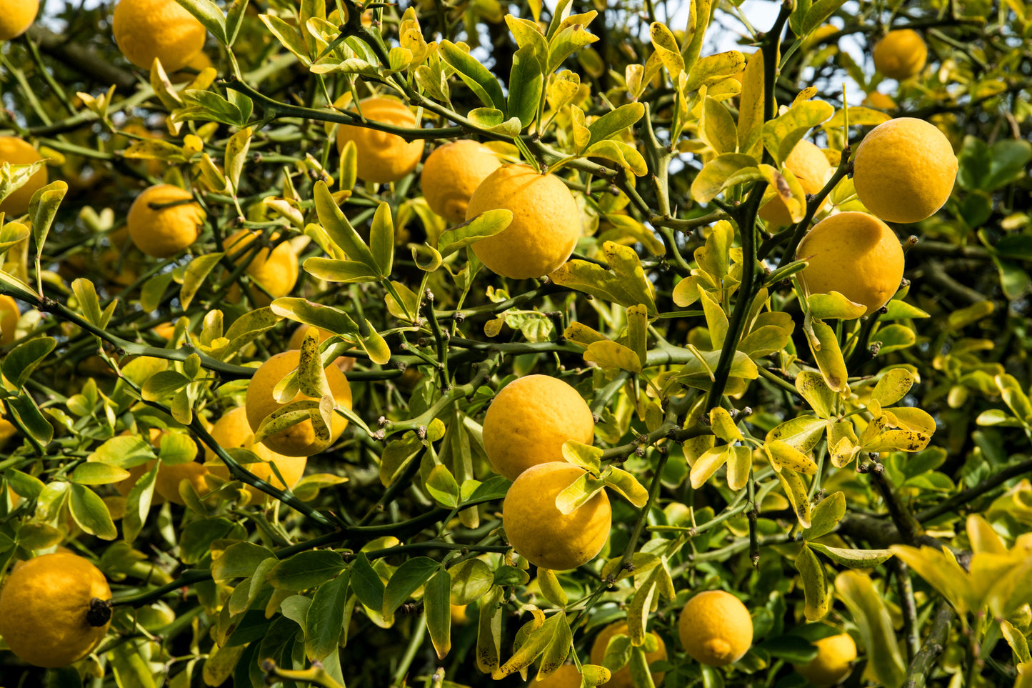 5 HARDY ORANGE TREE Trifoliate Citrus Trifoliata Poncirus Fruit White Flower Seeds