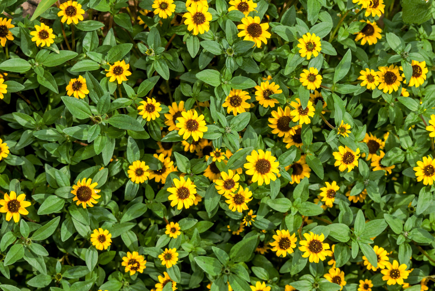 150 YELLOW CREEPING ZINNIA Sanvitalia Procumbens Seeds