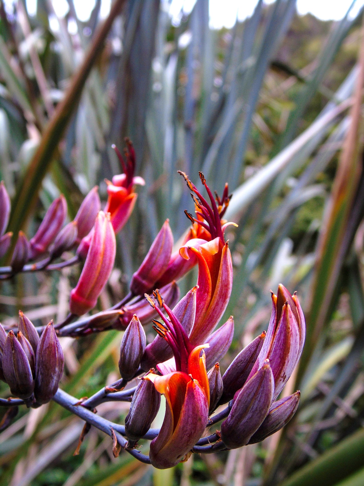 10 Purple NEW ZEALAND FLAX Phormium Tenax Purpureum Ornamental Grass Flower Seeds