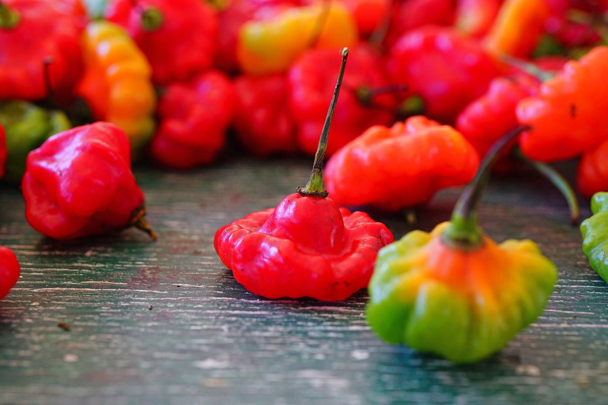 40 Red JAMAICAN HOT PEPPER Capsicum Chinense Scotch Bonnet Vegetable Seeds
