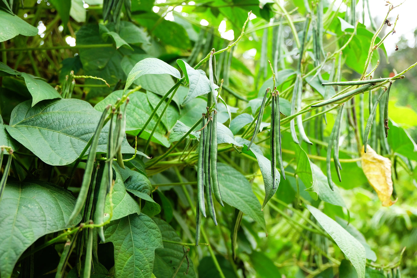 50 SLENDERETTE GREEN BEAN French Stringless Phaseolus Vulgaris Vegetable Seeds