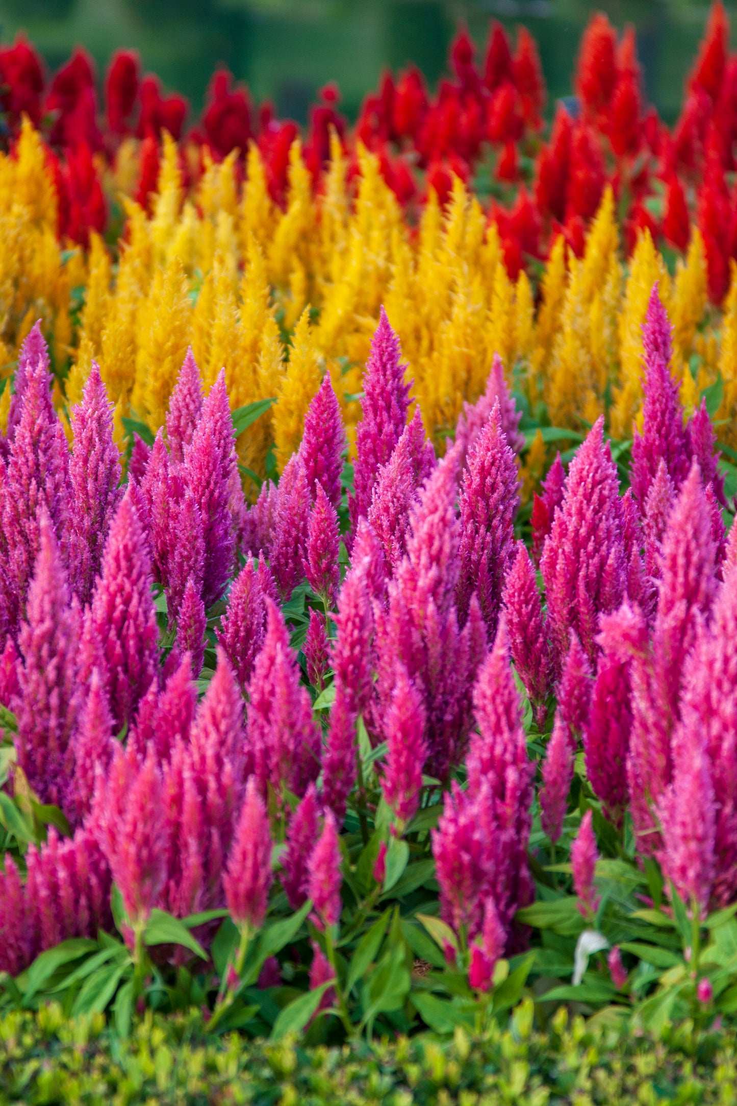 150 Mixed PAMPAS PLUMES COCKSCOMB Celosia Plumosa Flower Seeds