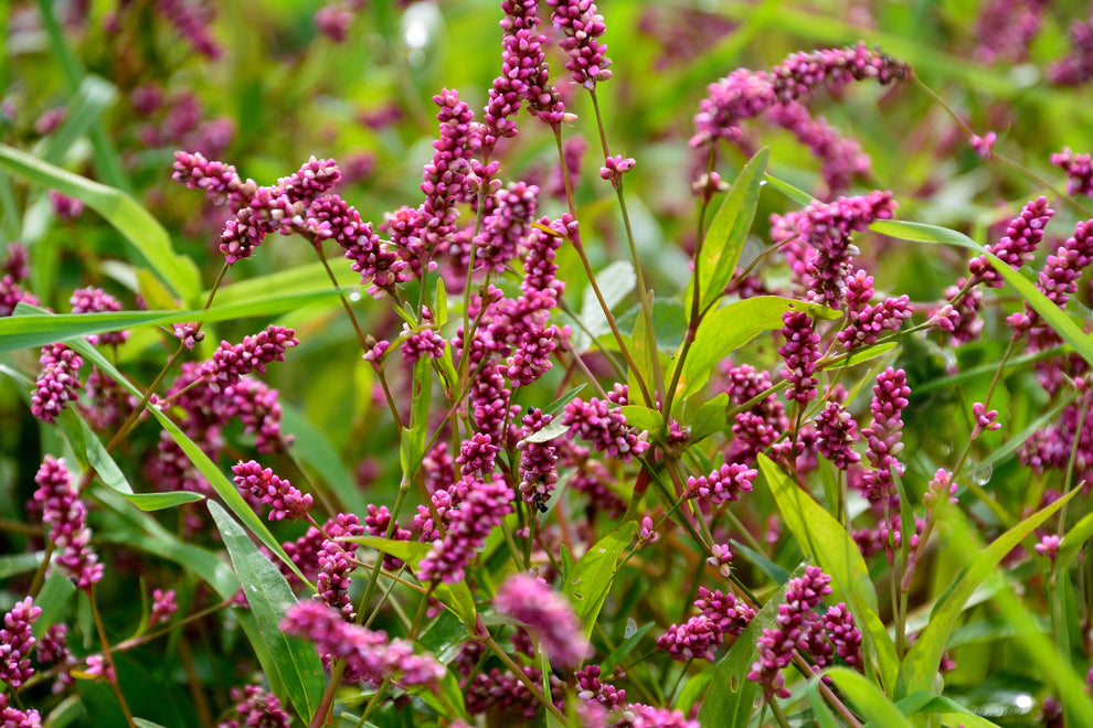 100 PINKWEED Smartweed Pink Knotweed Polygonum Wetland Flower Herb See ...