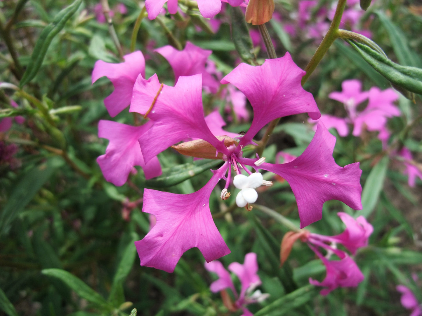 500 MIXED ELEGANT CLARKIA Mountain Garland Elegans Pink Purple Red Mix Flower Seeds