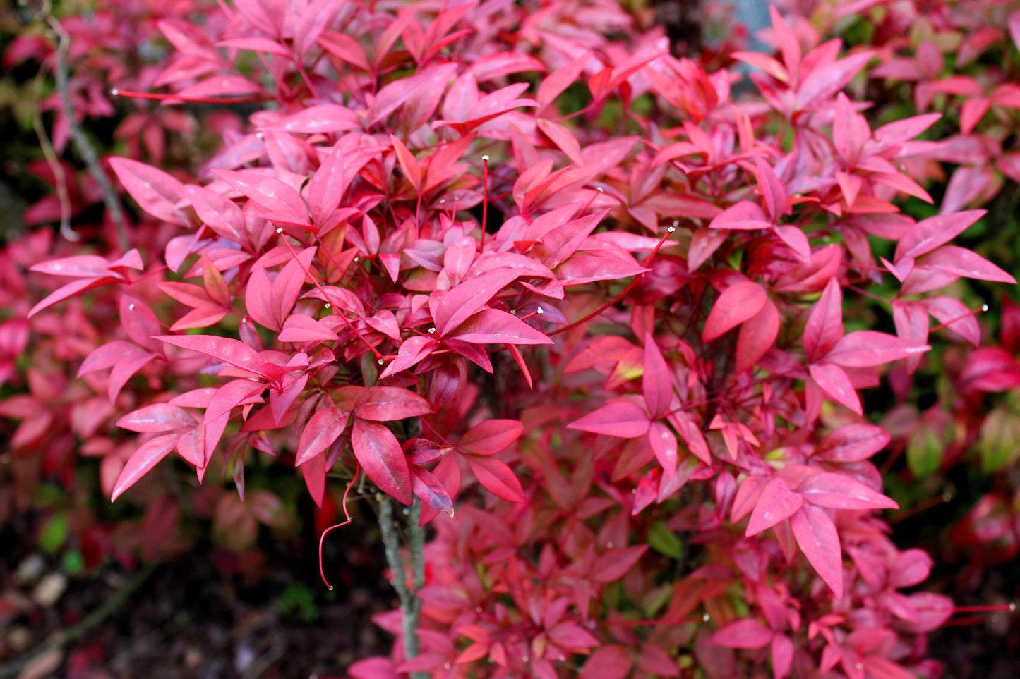 50 HEAVENLY BAMBOO Sacred Nandina Domestica Pink Red Sun Shade Shrub Seeds