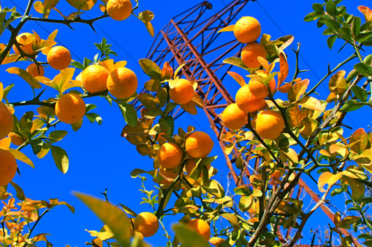 5 HARDY ORANGE TREE Trifoliate Citrus Trifoliata Poncirus Fruit White Flower Seeds