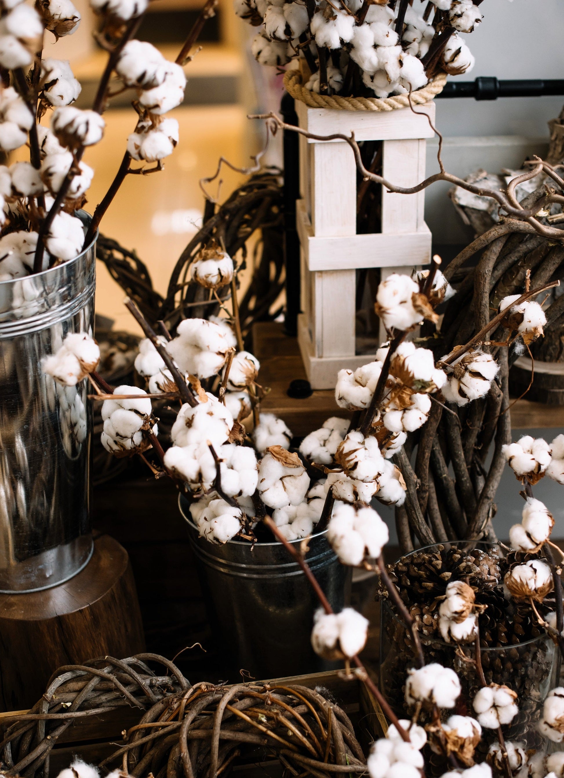 cotton plant seeds for sale 25 WHITE COTTON Gossypium Hirsutum Plant Seeds – Seedville USA