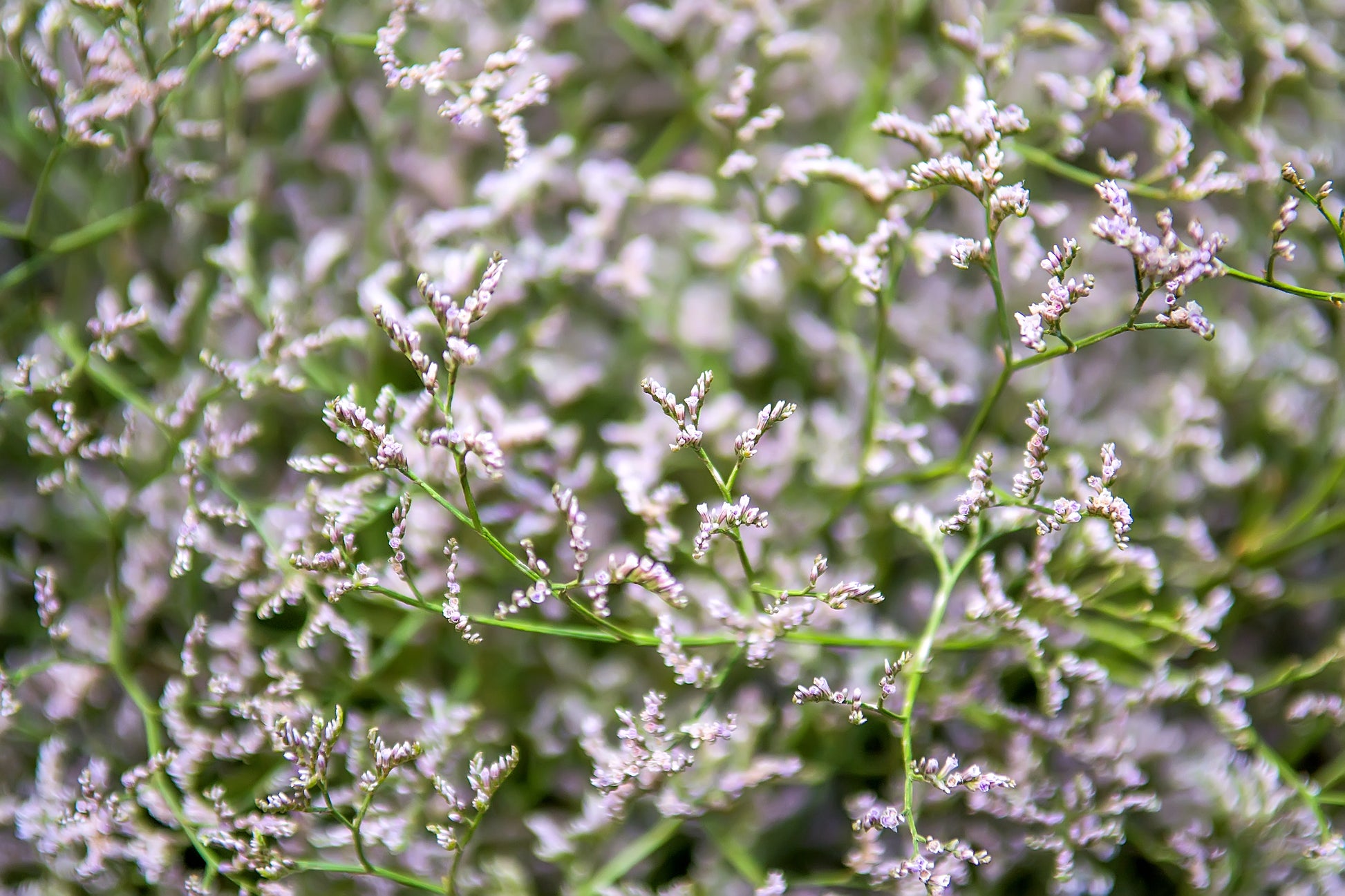 german lavender plant 30 GERMAN STATICE White Sea Lavender Goniolimon Tataricum Limonium Flo – Seedville USA