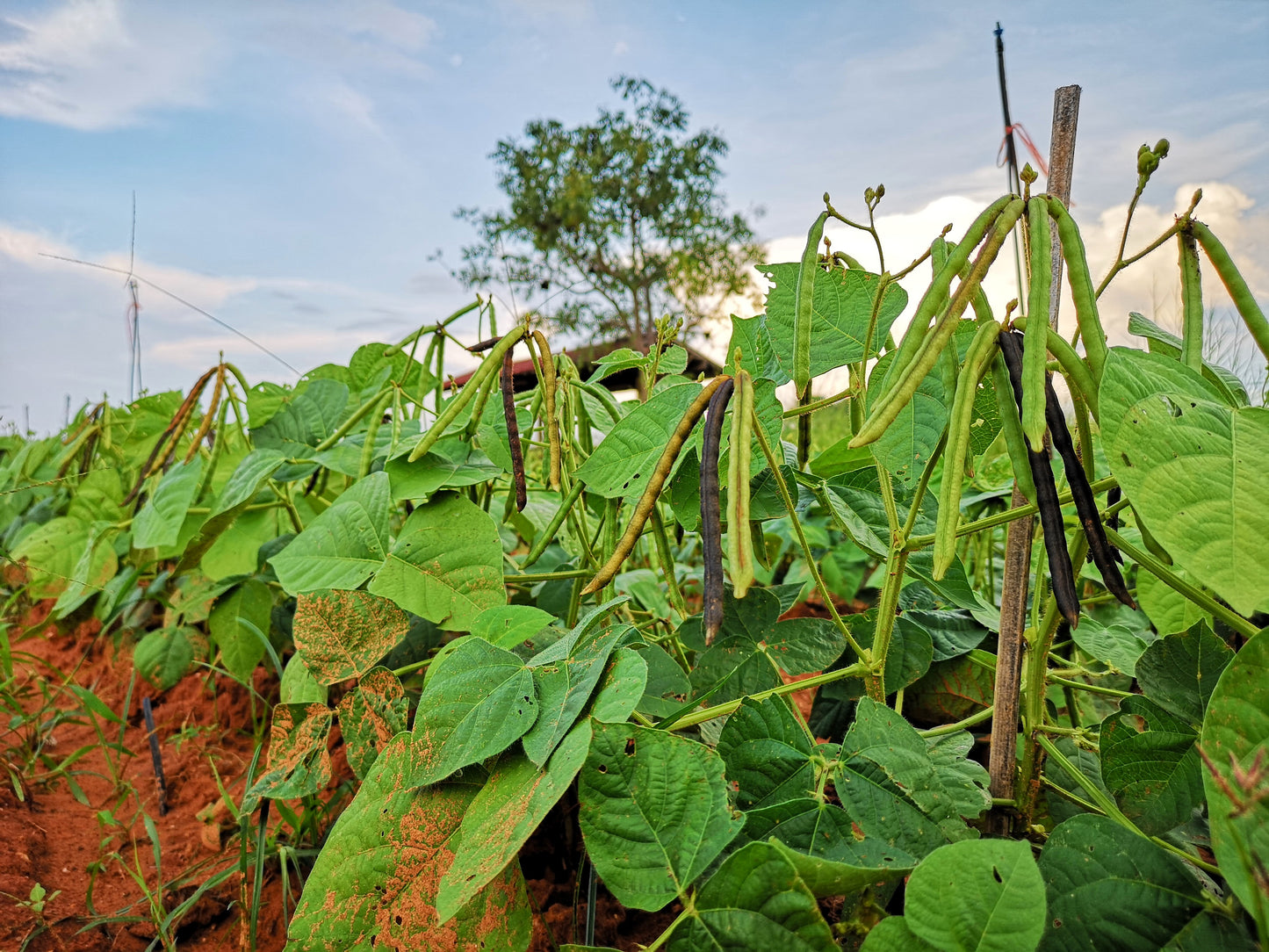 150 MUNG BEAN Moong Sprouts Golden Gram Green Vigna Radiata Vegetable Seeds
