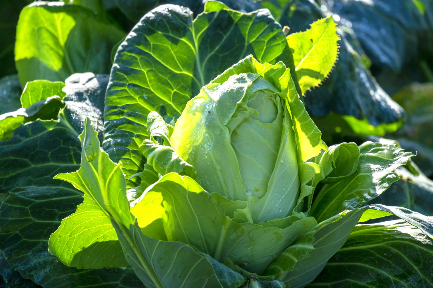 300 CHARLESTON WAKEFIELD CABBAGE Heirloom Cone Brassica Oleracea Vegetable Seeds