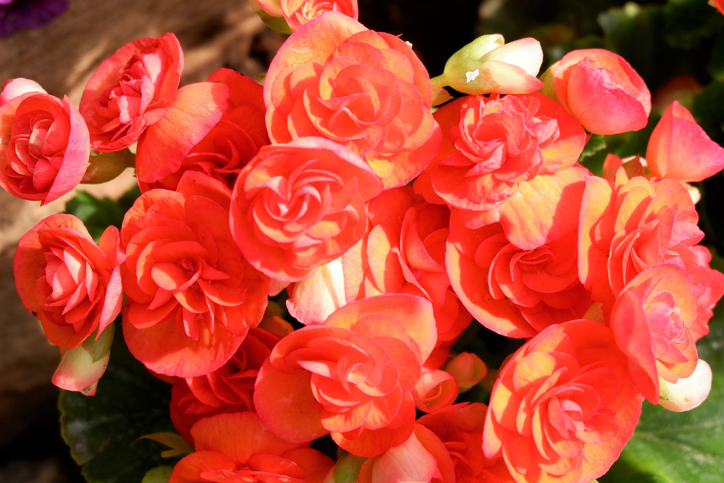 10 ORANGE DOUBLE BEGONIA Tuberosa Tuberous Begonia Shade Flower Seeds