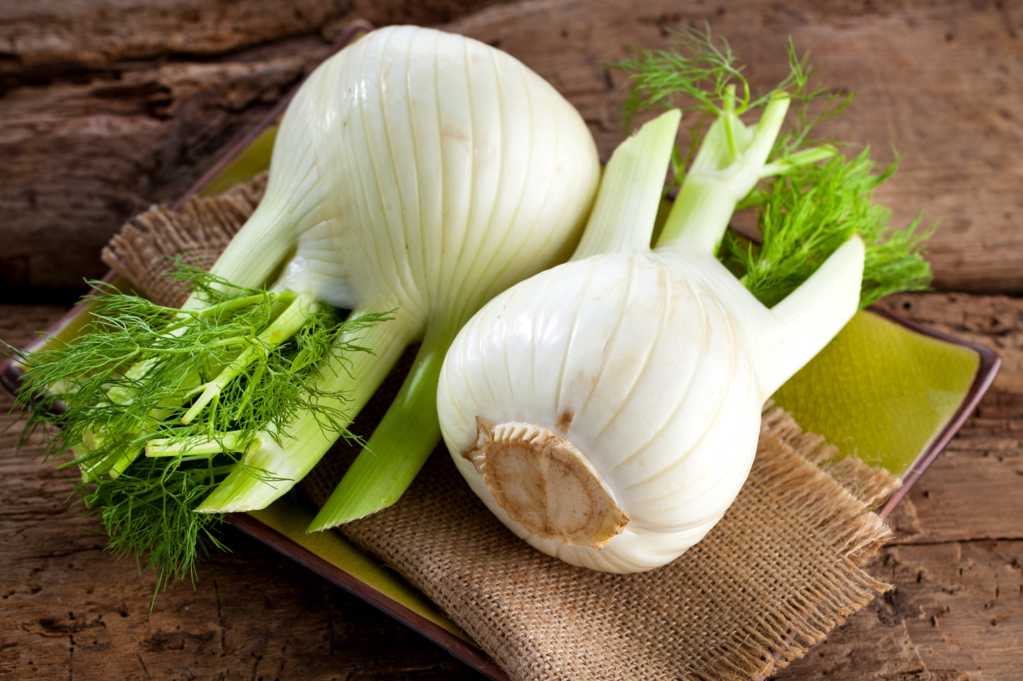 vegetable flower seeds 300 SWEET FLORENCE FENNEL Foeniculum Vulgare Azoricum Herb Vegetable F – Seedville USA
