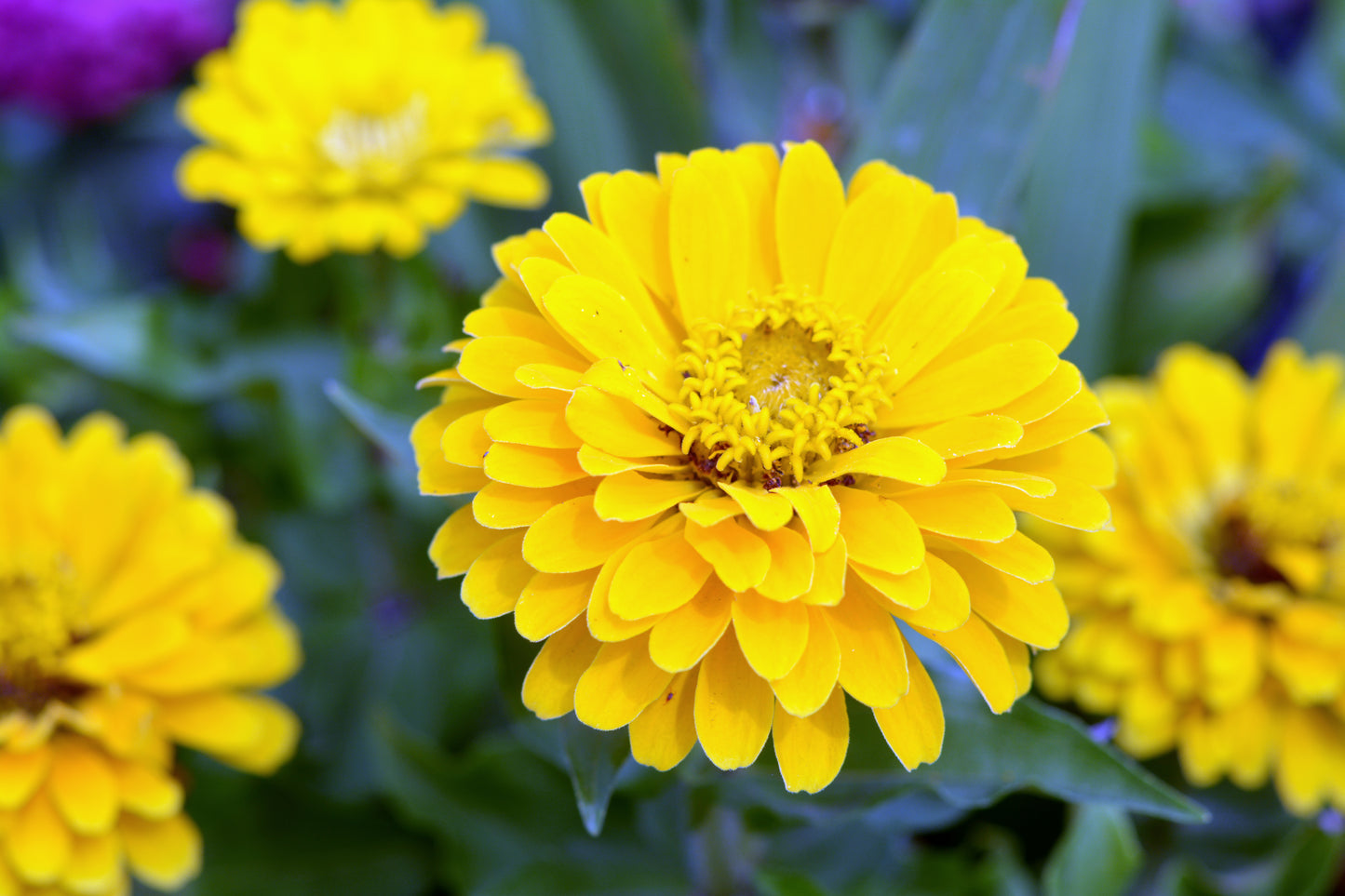 250 Yellow CANARY BIRD ZINNIA Elegans Flower Seeds