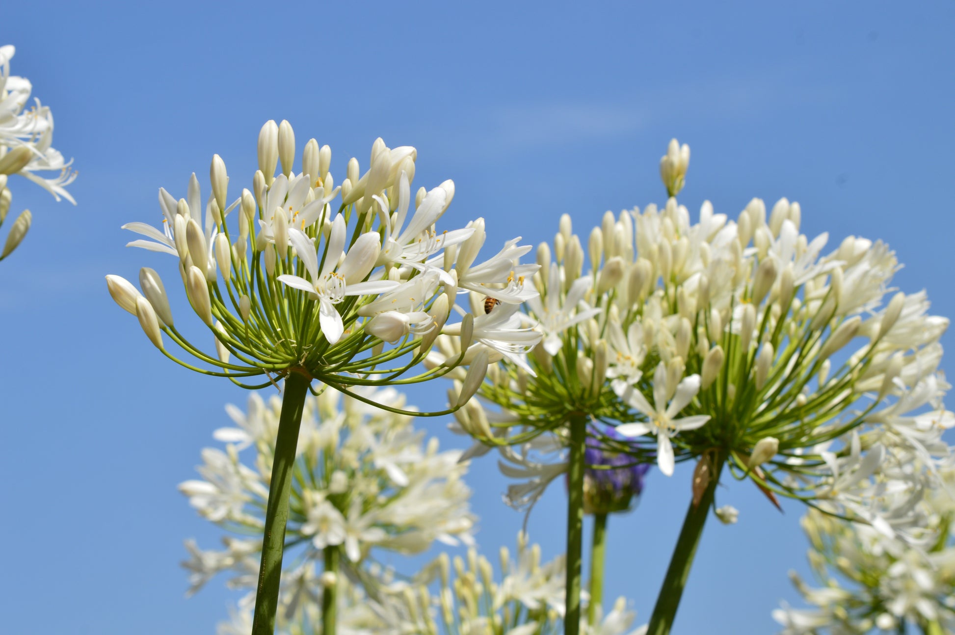 white lily seed 25 WHITE LILY of the NILE Agapanthus Orientalis African Lily Flower Seeds