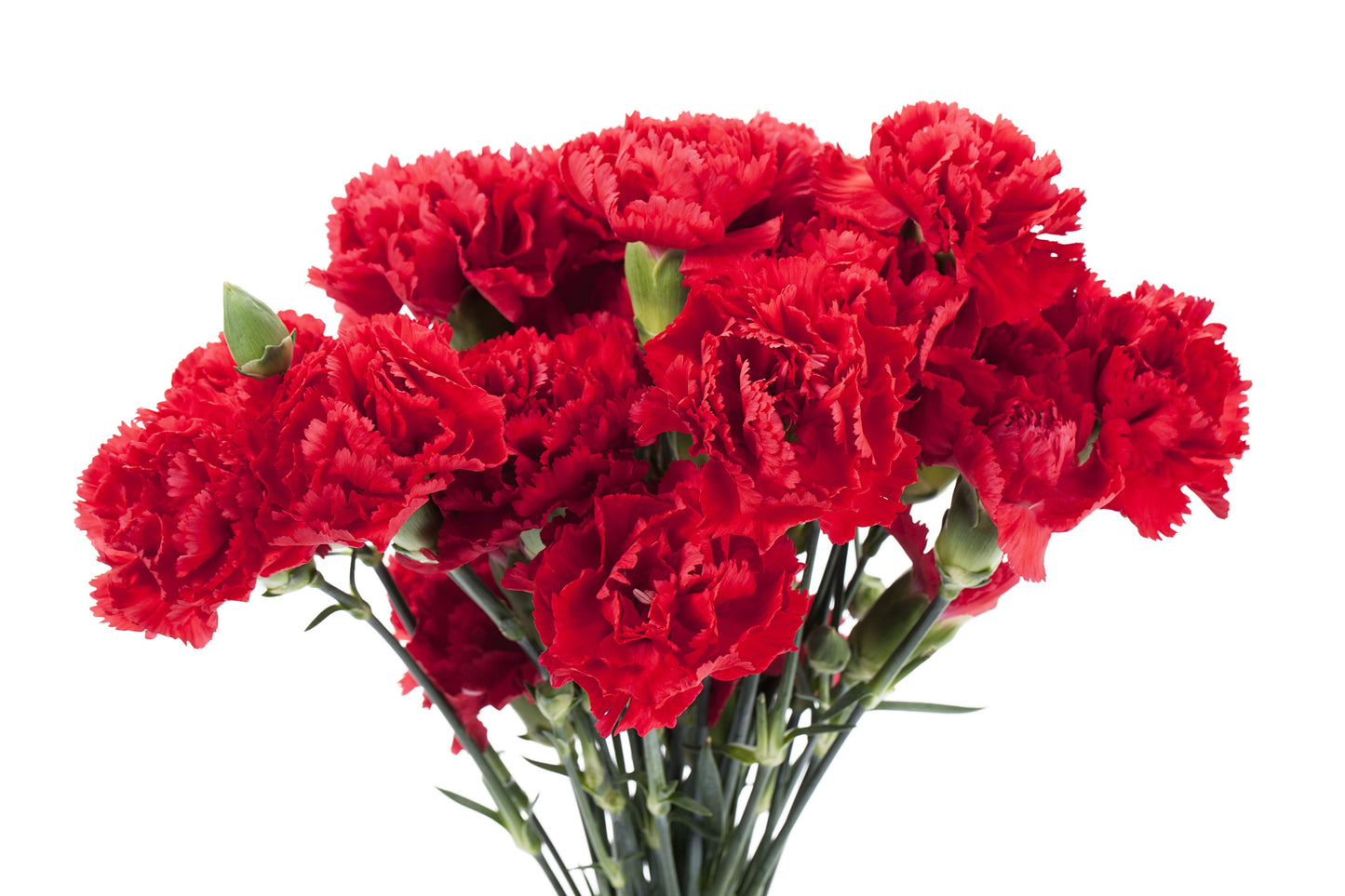 50 SCARLET RED CARNATION Dianthus Caryophyllus Grenadin Double Flower Seeds