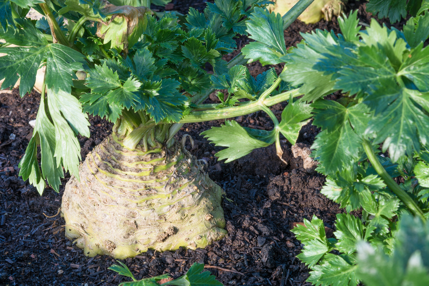 500 GIANT PRAGUE CELERIAC Apium Graveolens Celery Root Vegetable Seeds