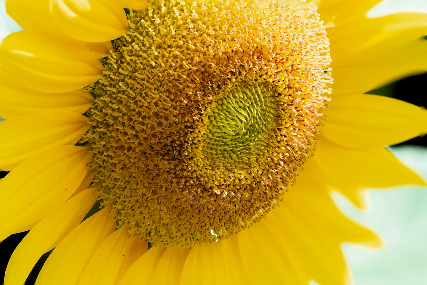 75 MAMMOTH GREY Stripe SUNFLOWER Helianthus Annuus Flower Seeds