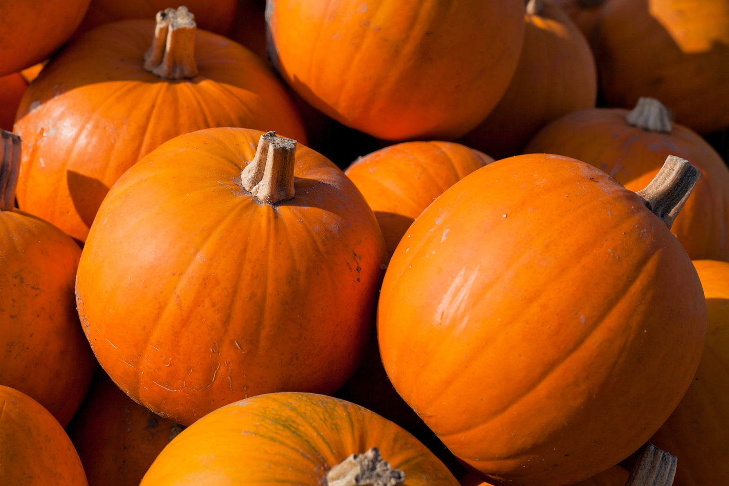 50 CONNECTICUT FIELD PUMPKIN Big Tom Orange Yankee Cucurbita Pepo Vegetable Seeds
