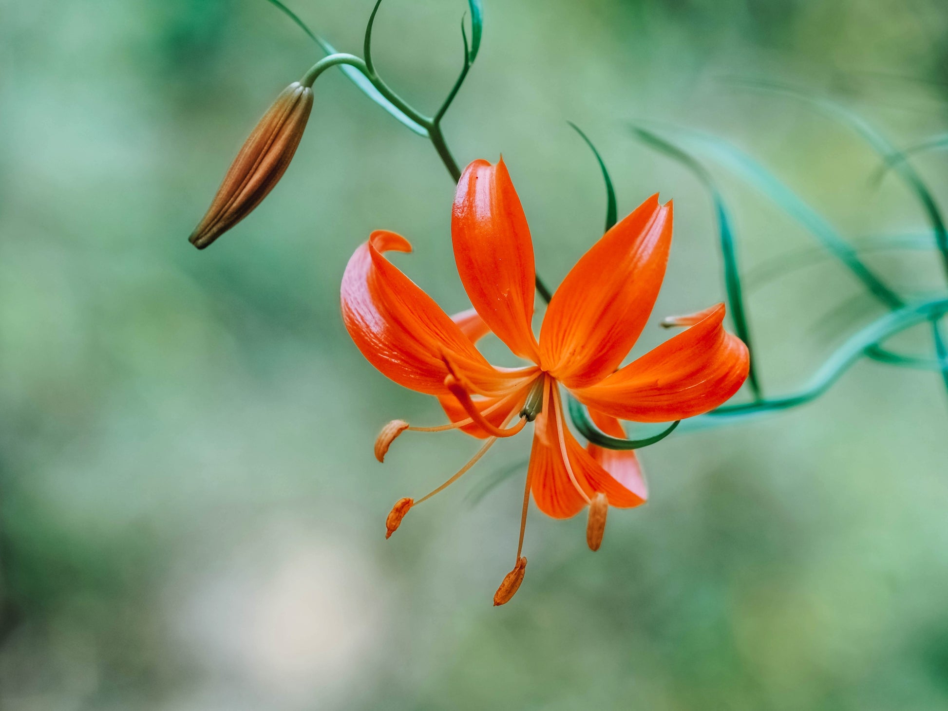coral lily flower 10 CORAL LILY Siberian Turk's Cap Lilium Pumilum Coral Red Fragrant Flower Seeds