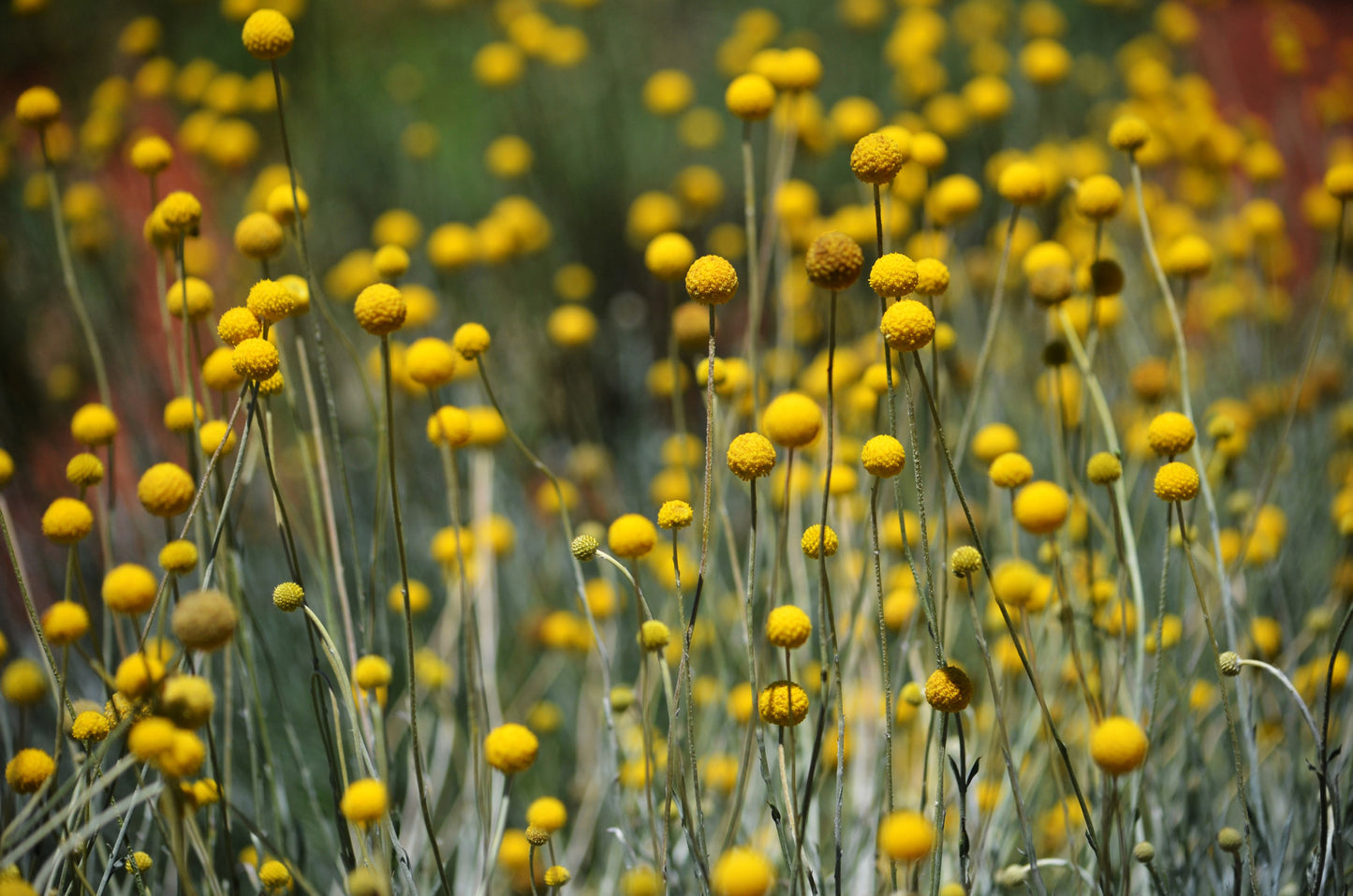 20 Yellow BILLY BUTTONS / WOLLYHEADS Craspedia Globosa Flower Seeds