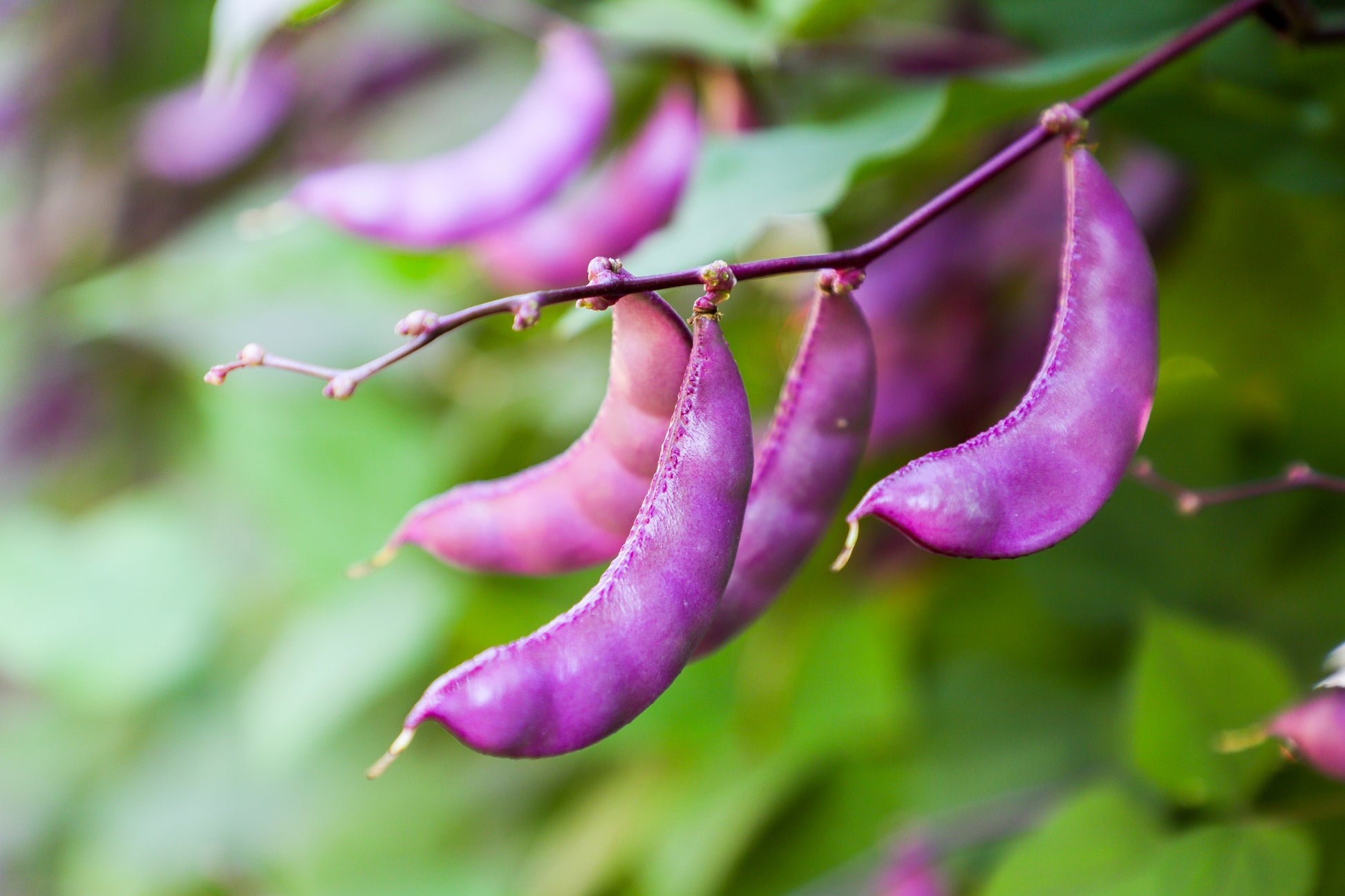 hyacinth bean plant seeds 10 Ruby Moon HYACINTH BEAN Lablab Purpureus Blue Purple White Flower O – Seedville USA