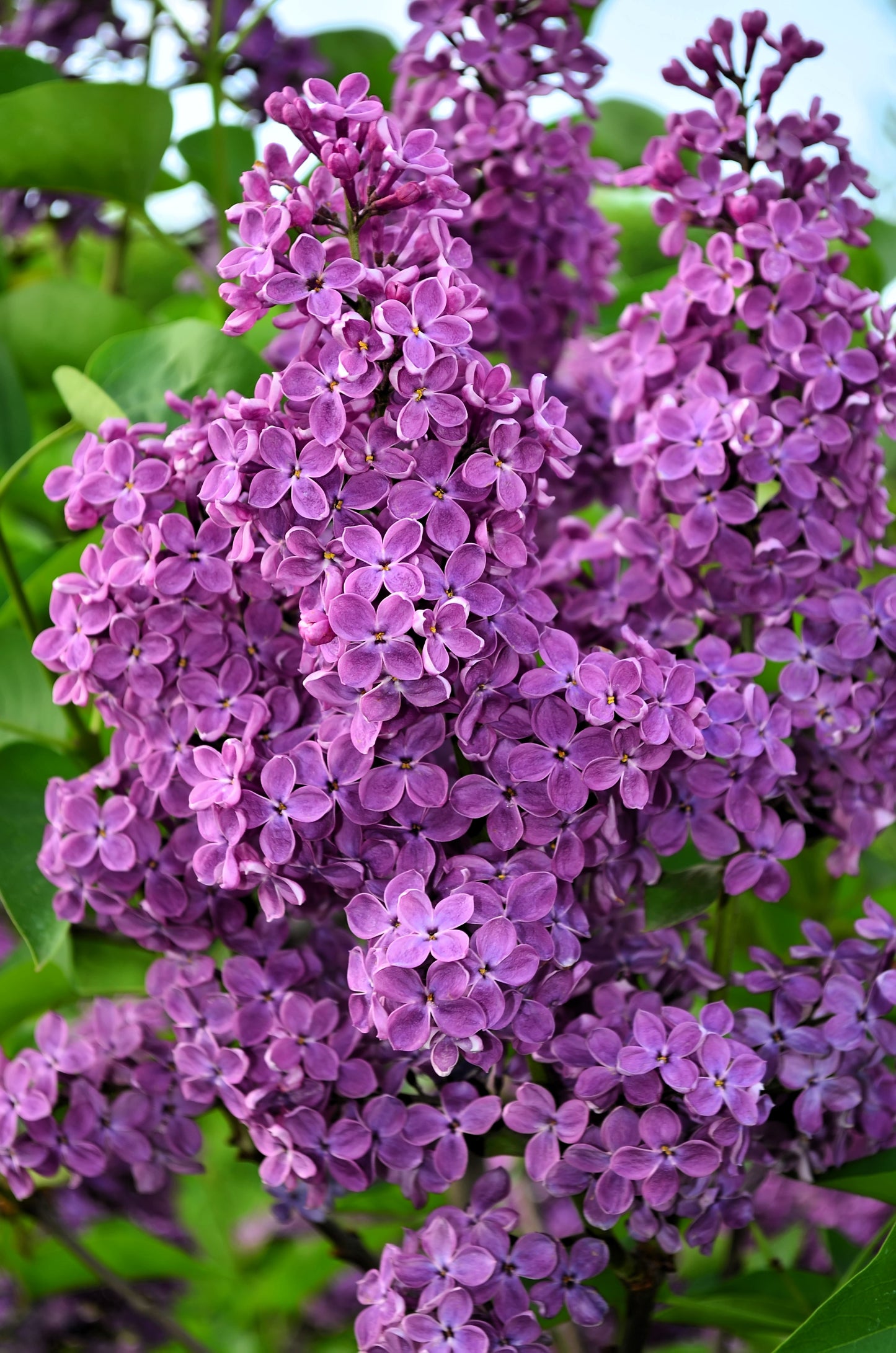 lilac plant seeds 25 FRENCH / Old FASHIONED LILAC Syringa Vulgaris Flower Shrub Bush Seeds