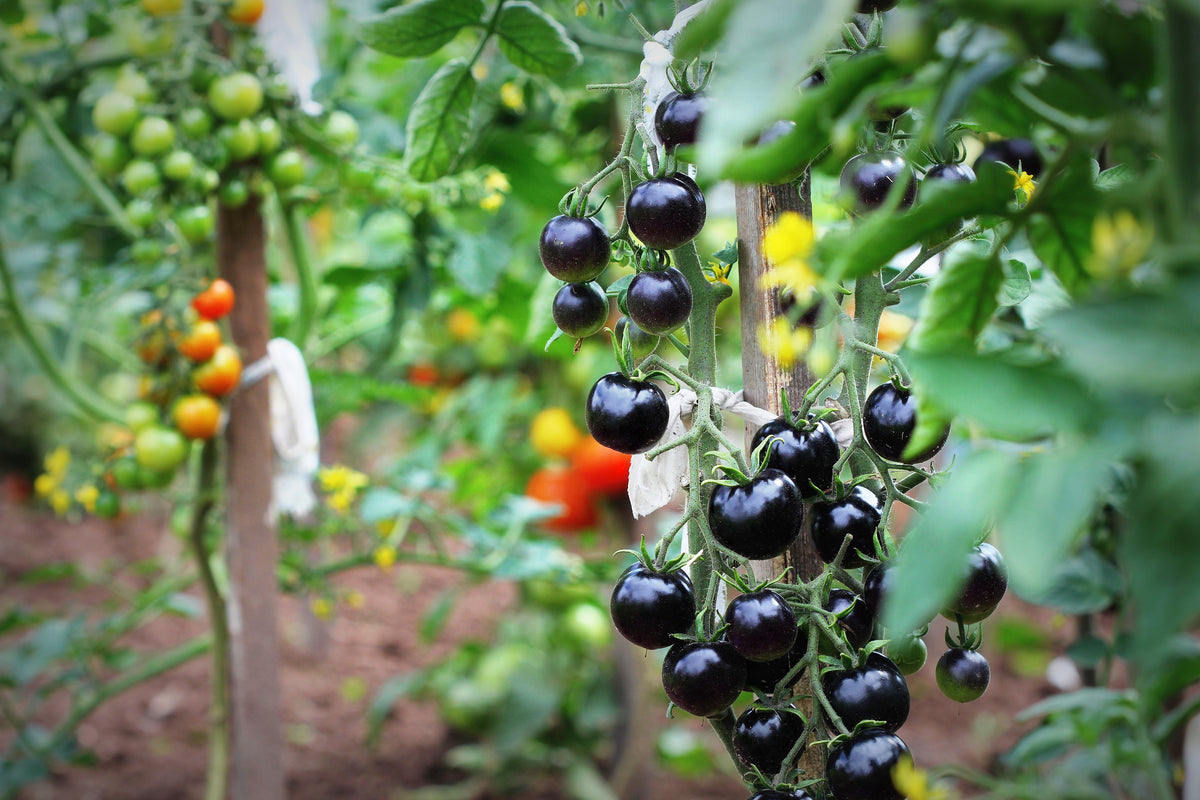 50 PURPLE CHERRY TOMATO Lycopersicon Indeterminate Fruit Vegetable Seeds