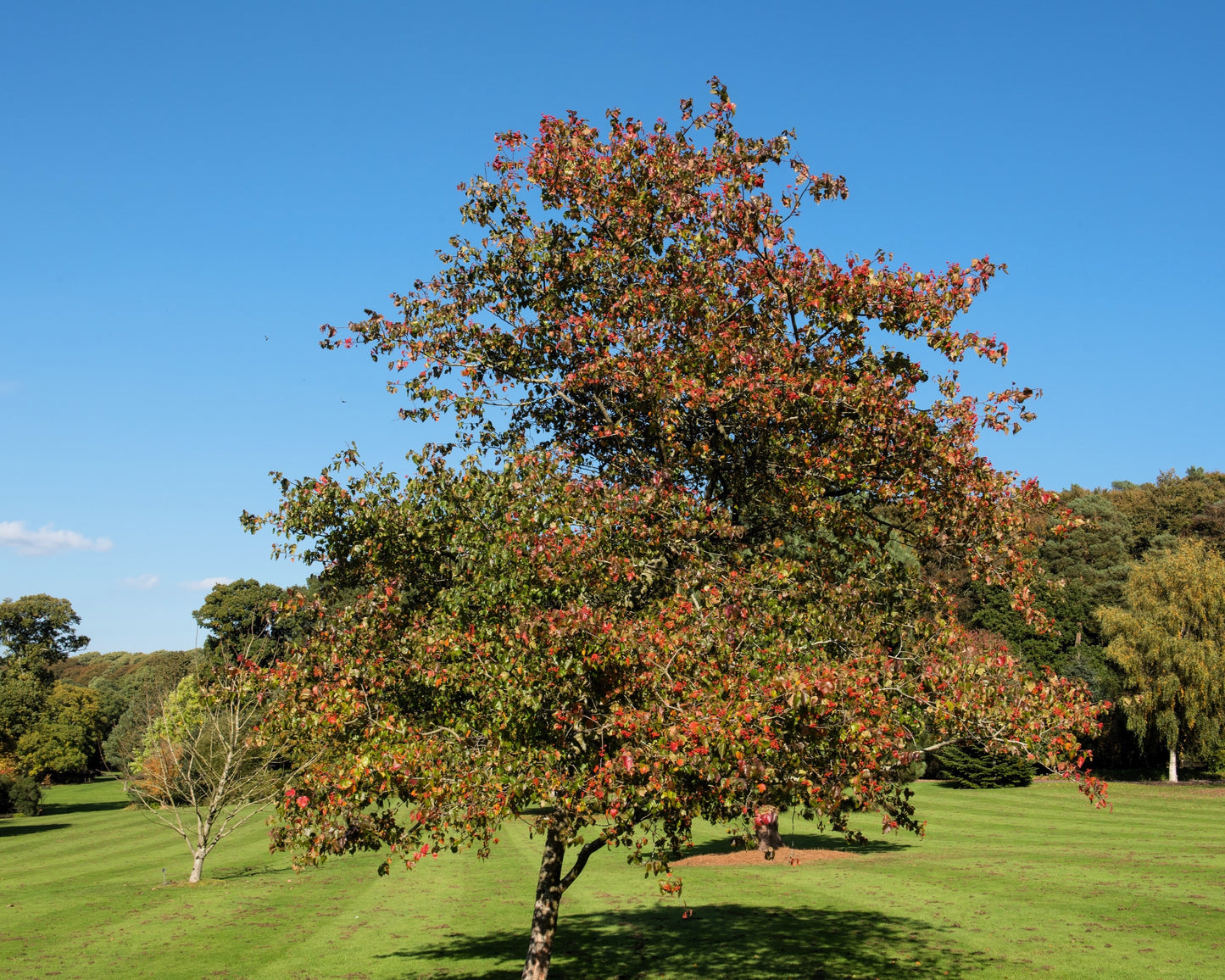 50 WASHINGTON HAWTHORN Crataegus Phaenopyrum Mayflower Shrub Tree Edible Fruit & White Flowers Seeds