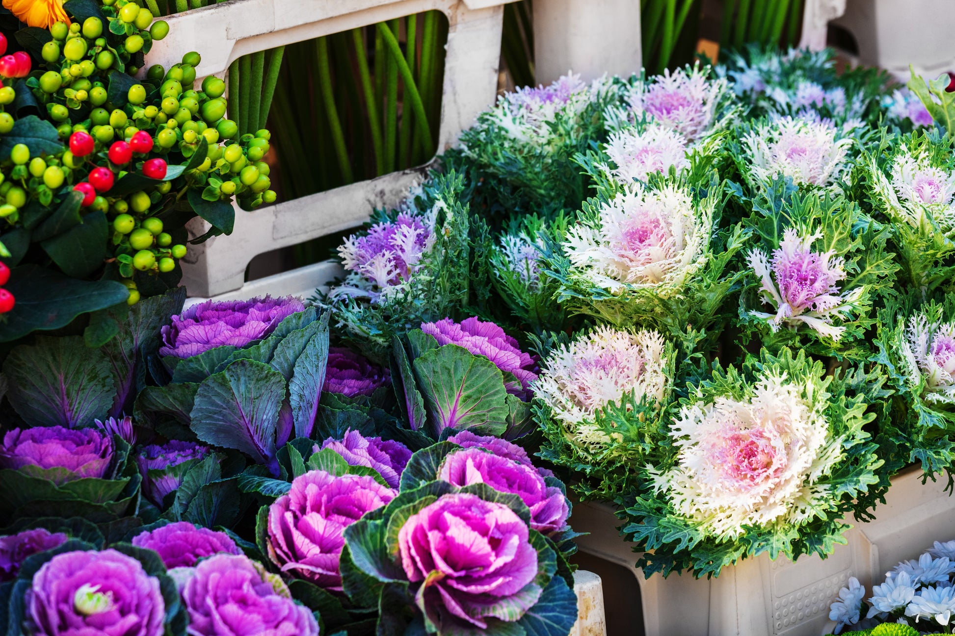 ornamental flower seeds 60 ORNAMENTAL KALE MIXED Colors Brassica Oleracea Flower Seeds – Seedville USA