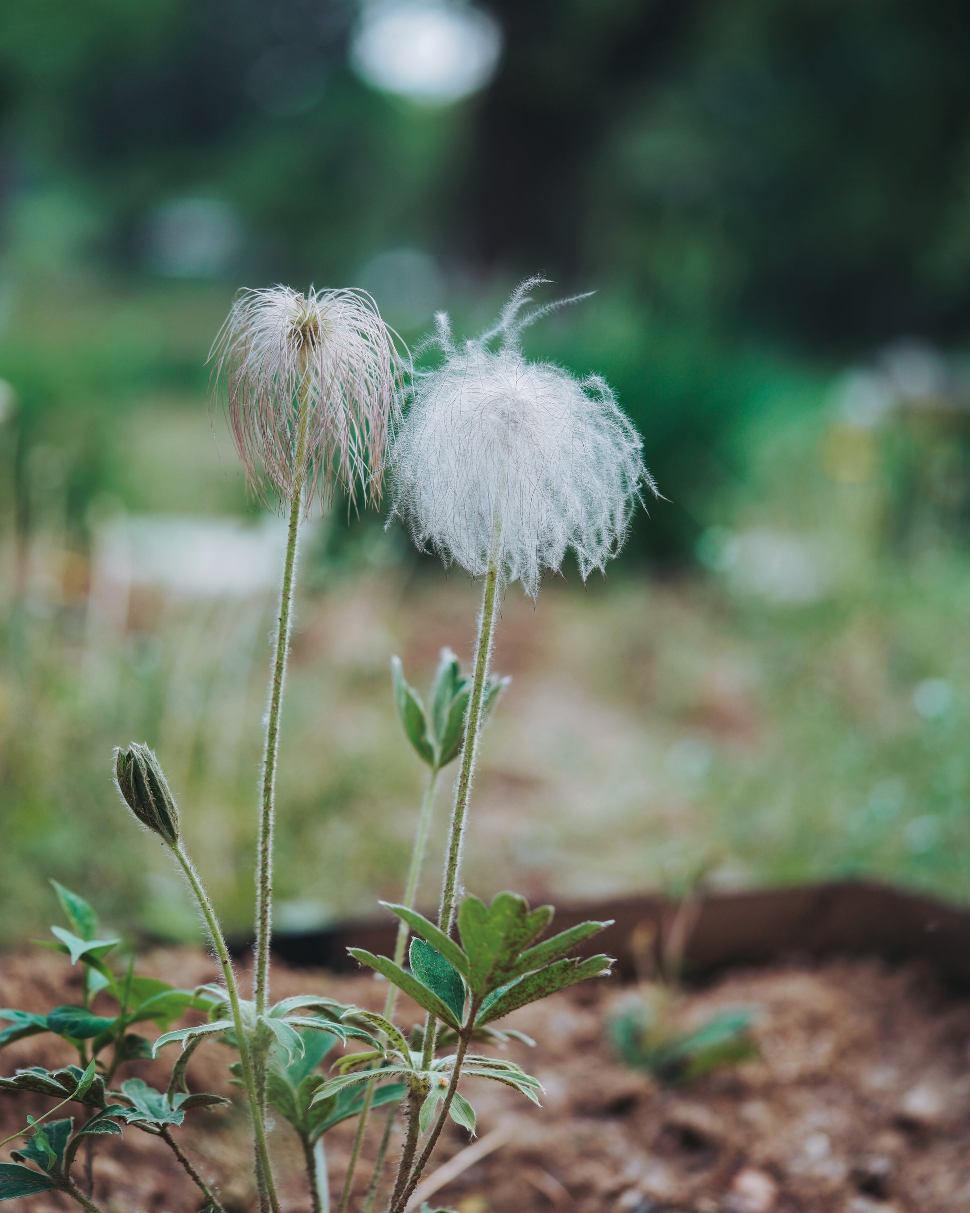 pasque flower from seed 50 PULSATILLA Chinensis / Chinese Purple PASQUE Flower ANEMONE Herb Seeds