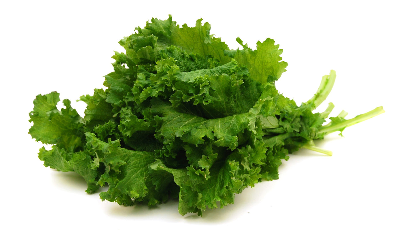 500 OLD FASHIONED MUSTARD Ragged Edge Brassica Juncea Vegetable Seeds