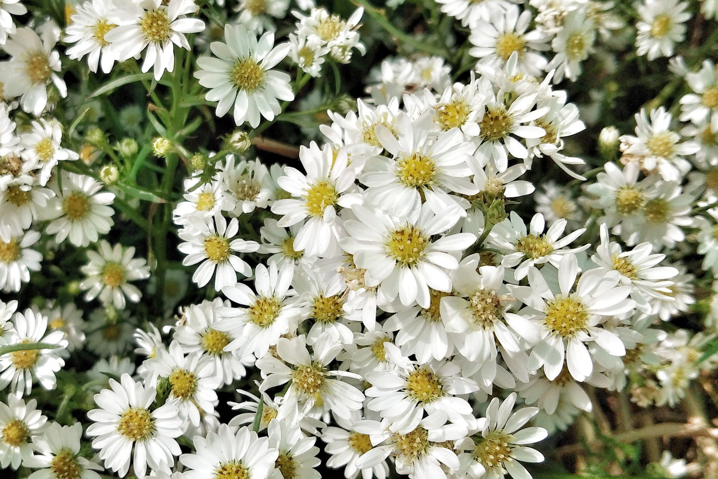 100 WHITE HEATH ASTER Prairie Ericoides Flower Seeds