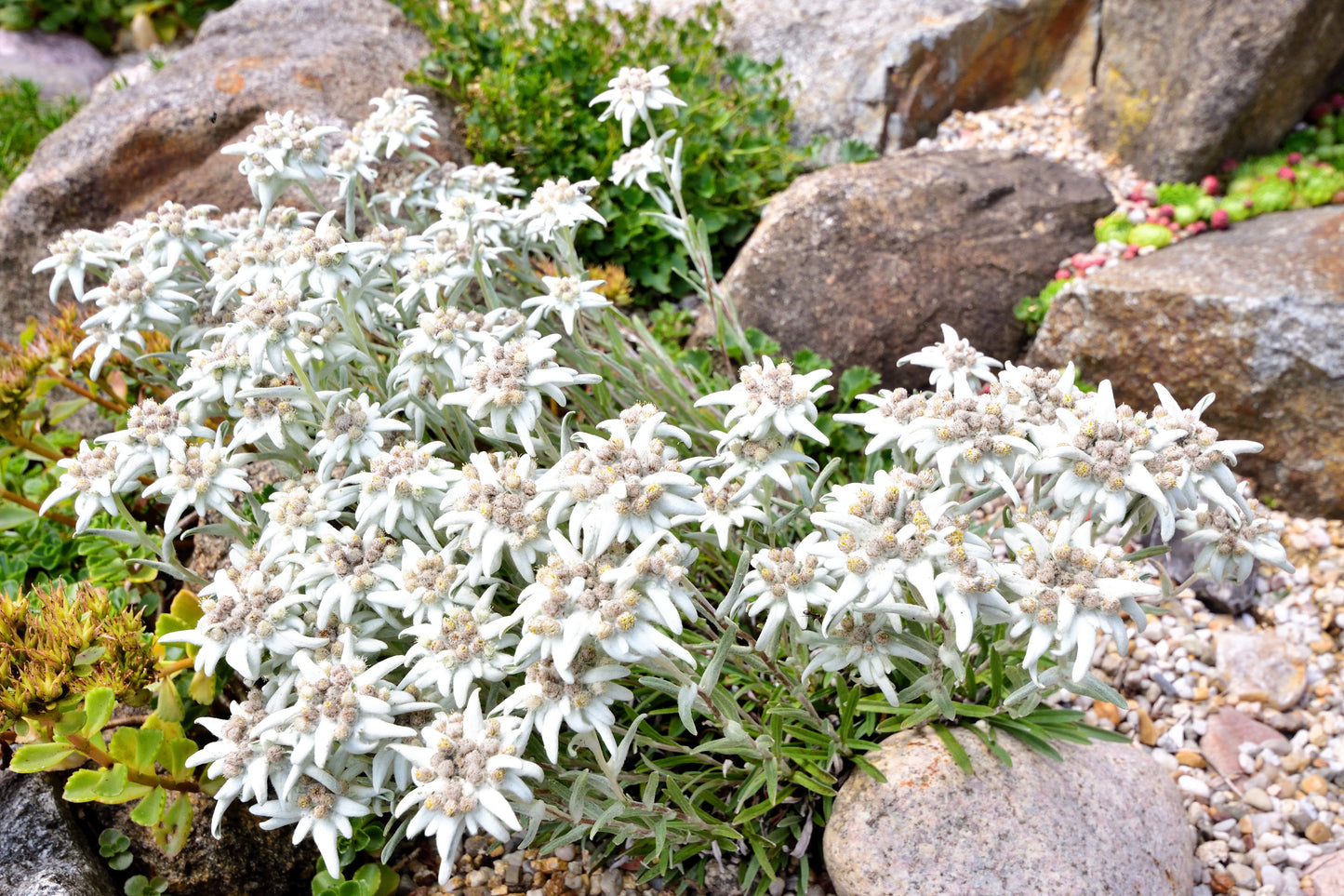 50 EDELWEISS Leontopodium Alpinum White Flower Seeds