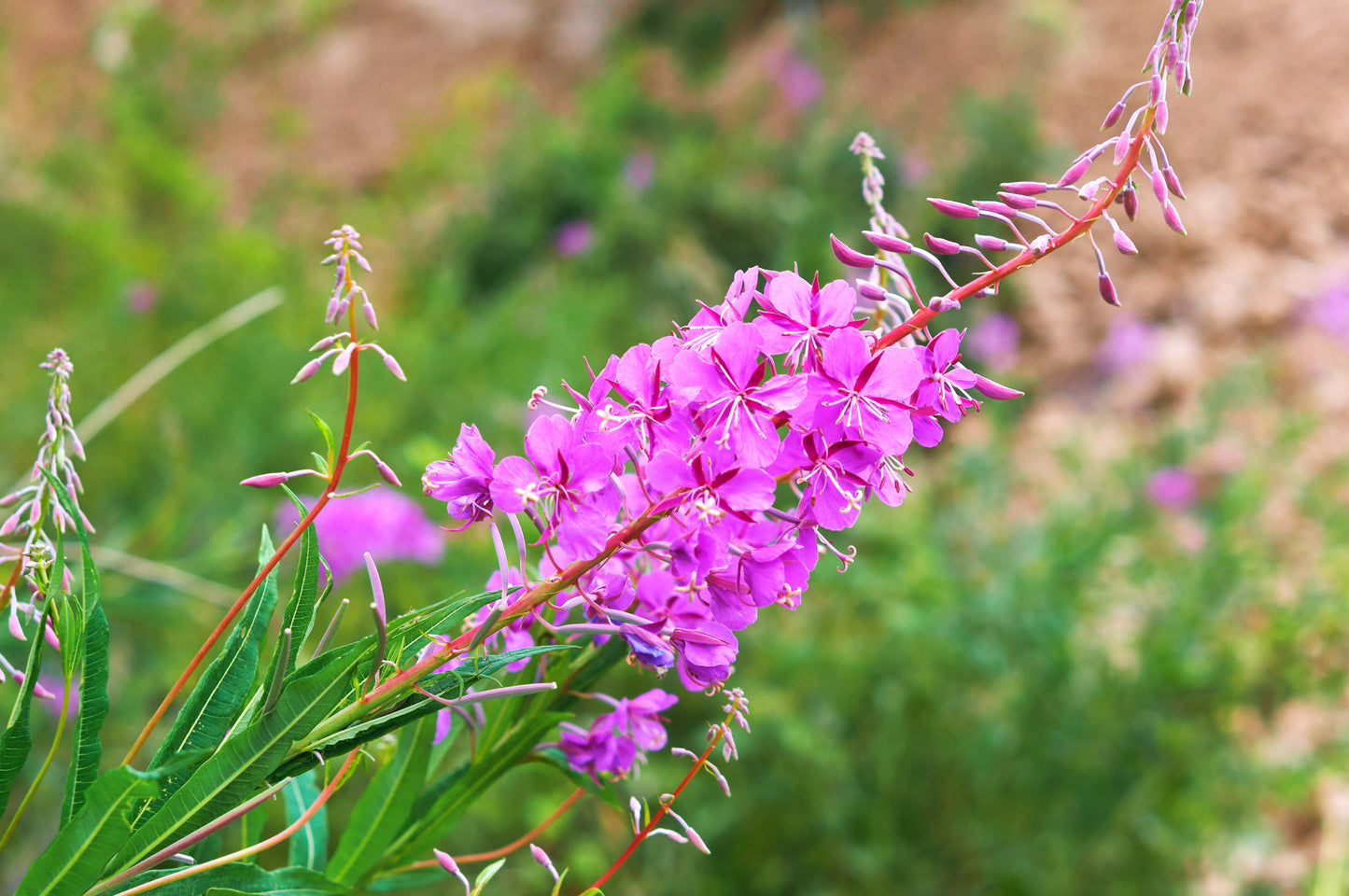 300 FIREWEED / ROSEBAY (Great Willowherb) Epilobium Angustifolium Flow –  Seedville USA