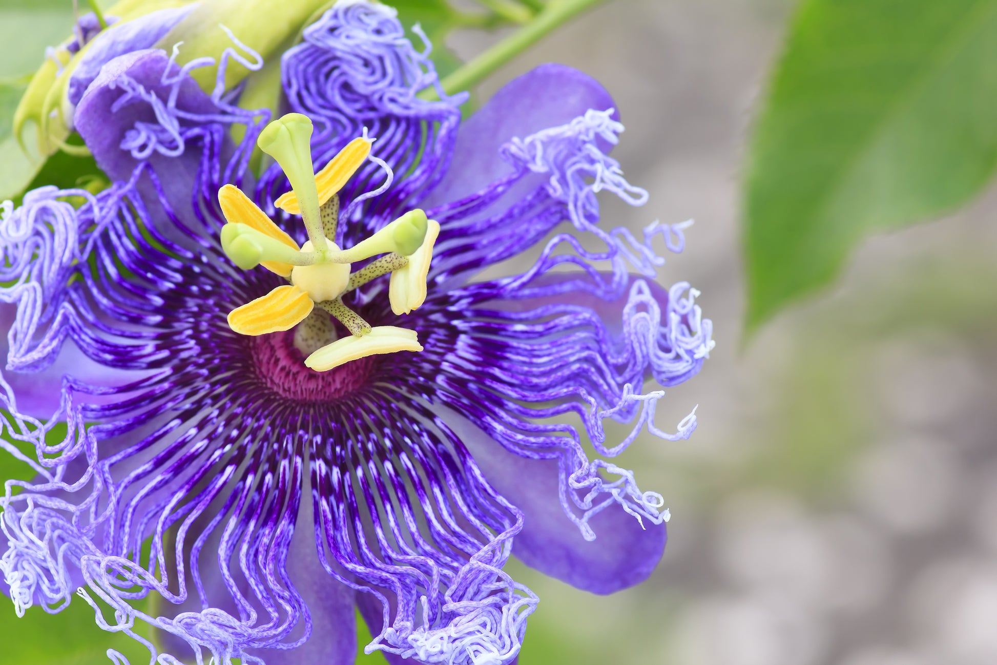 passion flower seeds for sale 10 Purple PASSION FLOWER Passion FRUIT Granadilla Passiflora Incarnata – Seedville USA