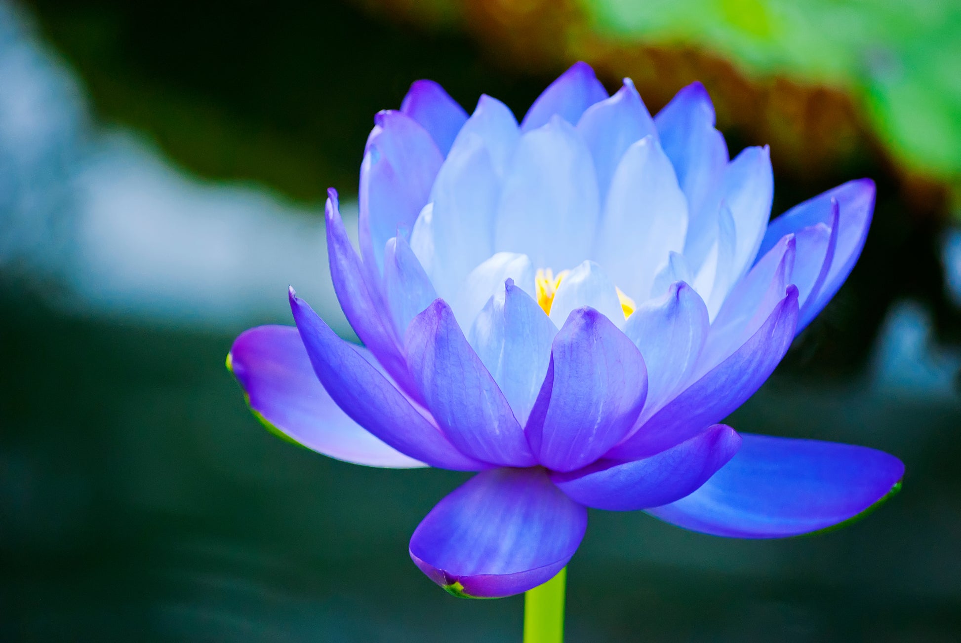 3 Organic Mixed Colors LOTUS Nelumbo Nucifera Pond Water Lily Lilypad –  Seedville USA