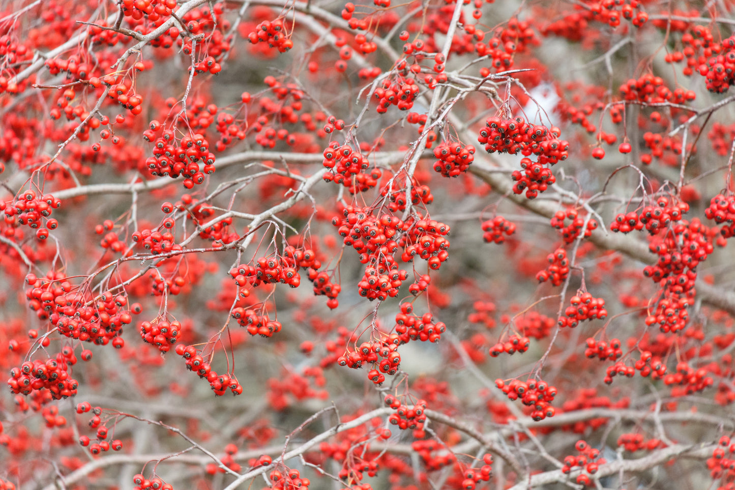 50 WASHINGTON HAWTHORN Crataegus Phaenopyrum Mayflower Shrub Tree Edible Fruit & White Flowers Seeds