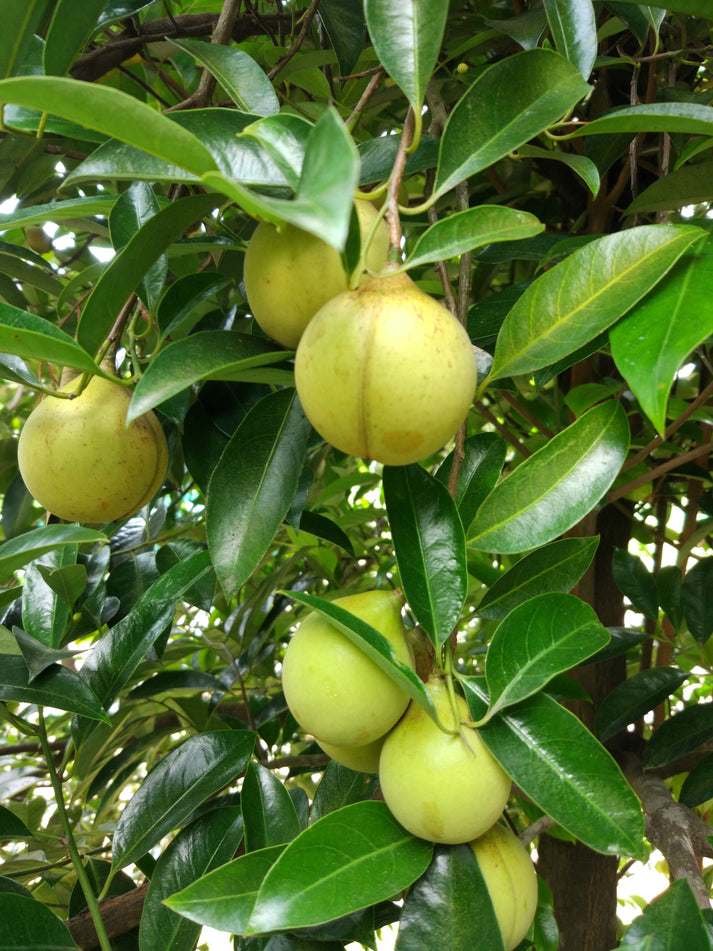 1 NUTMEG TREE Seed Myristica Fragrans Pala MACE Fruit Nut Pumpkin Pie ...