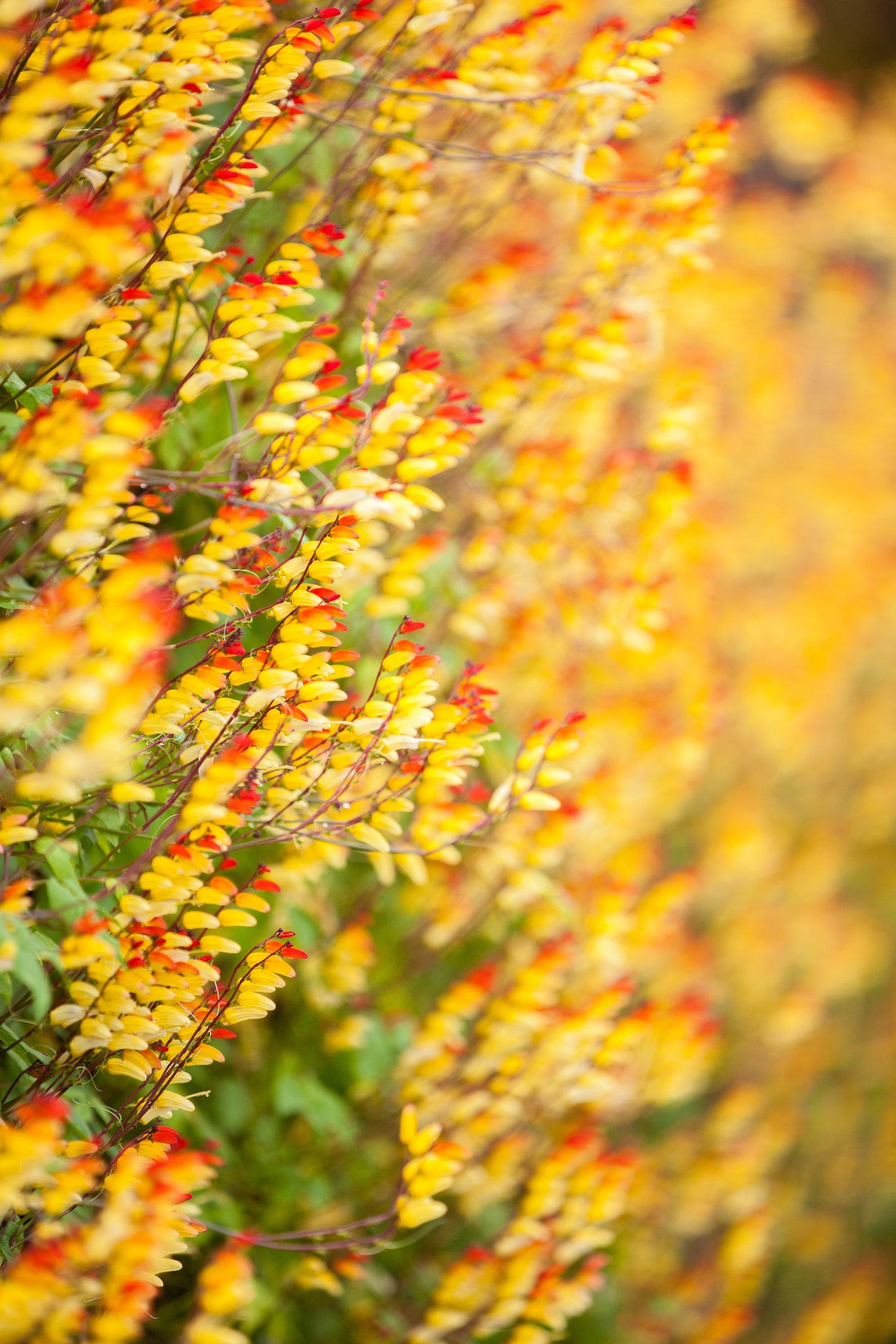 10 FIRECRACKER VINE Flower Mina Lobata Exotic Love Spanish Flag Ipomoea Seeds